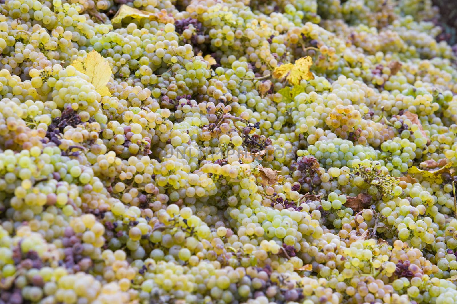 wine harvest, Eko Hnizdo, Czech Republic