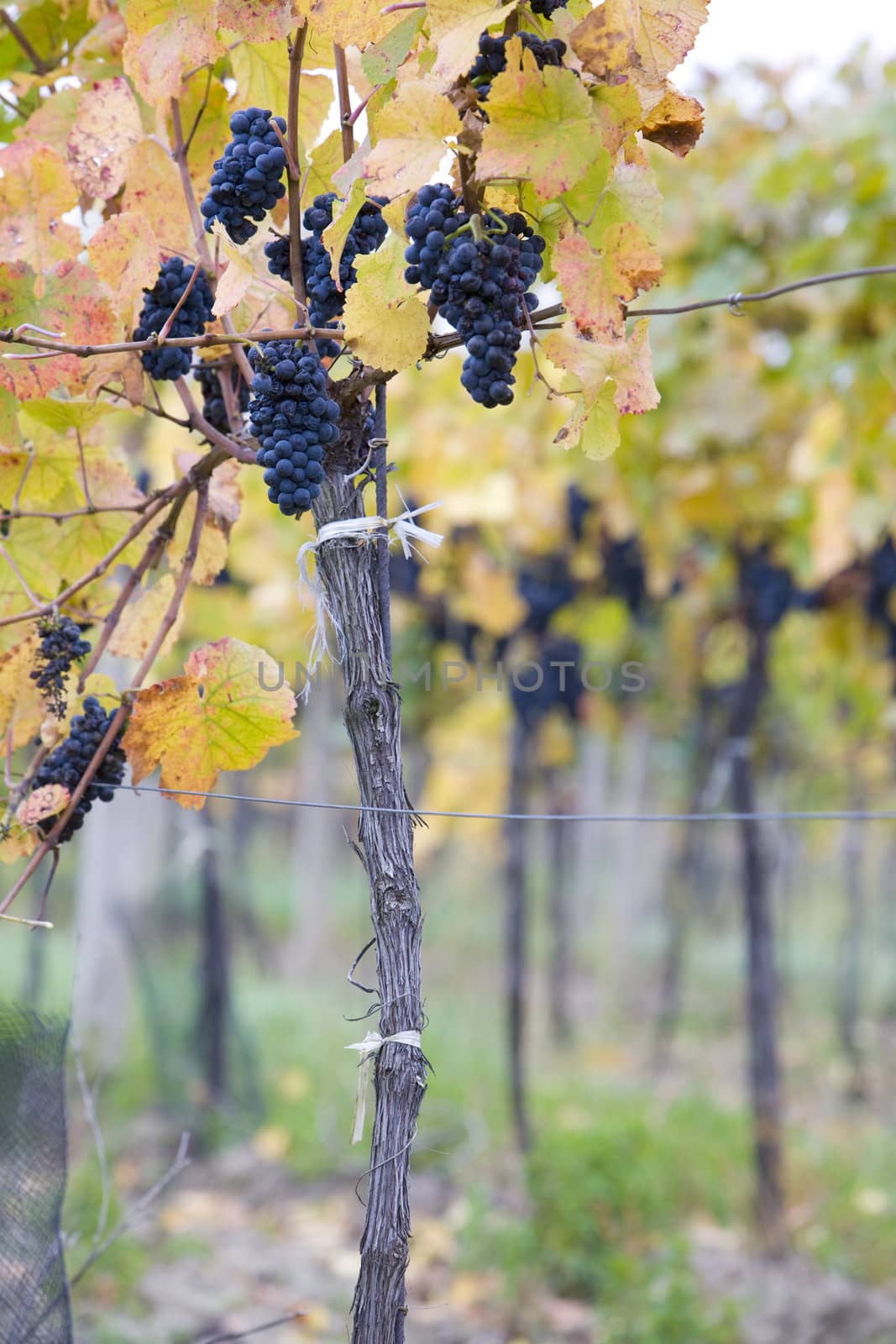 grapevines in vineyard Jecmeniste, Eko Hnizdo, Czech Republic