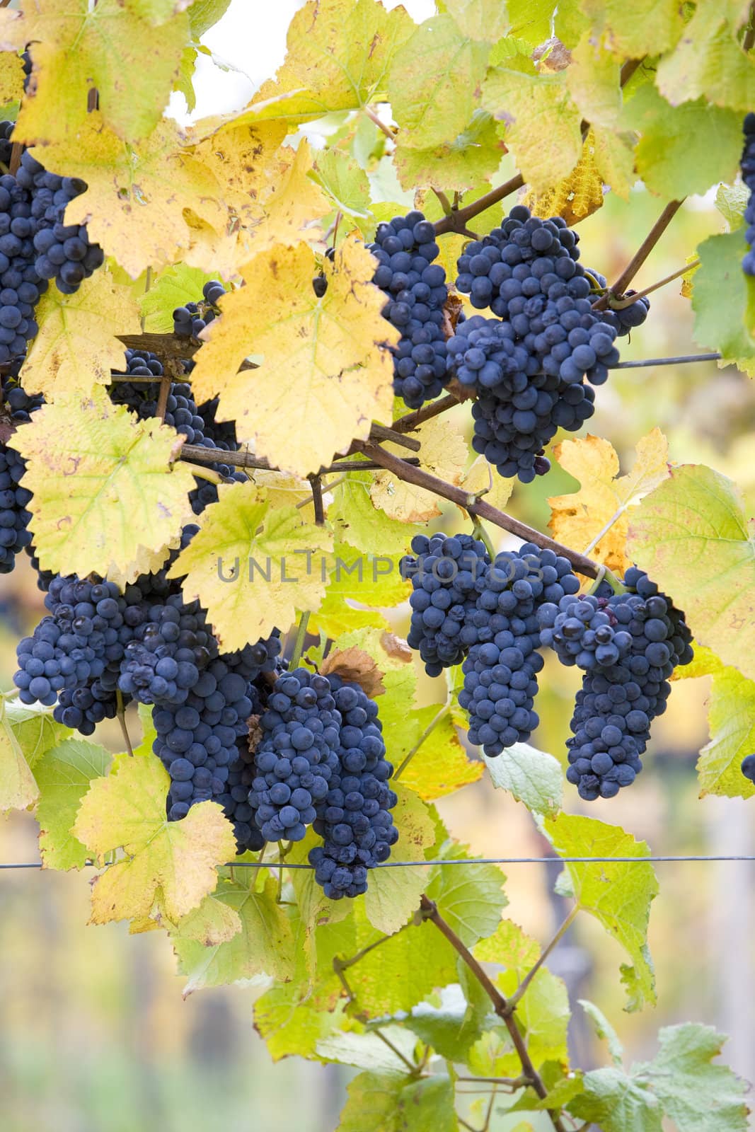 vineyard Jecmeniste, Eko Hnizdo, Czech Republic