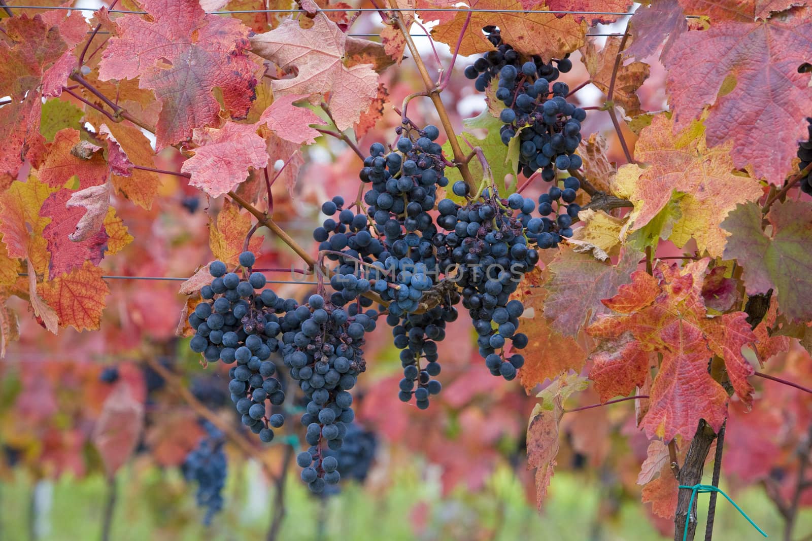 vineyard, Czech Republic by phbcz