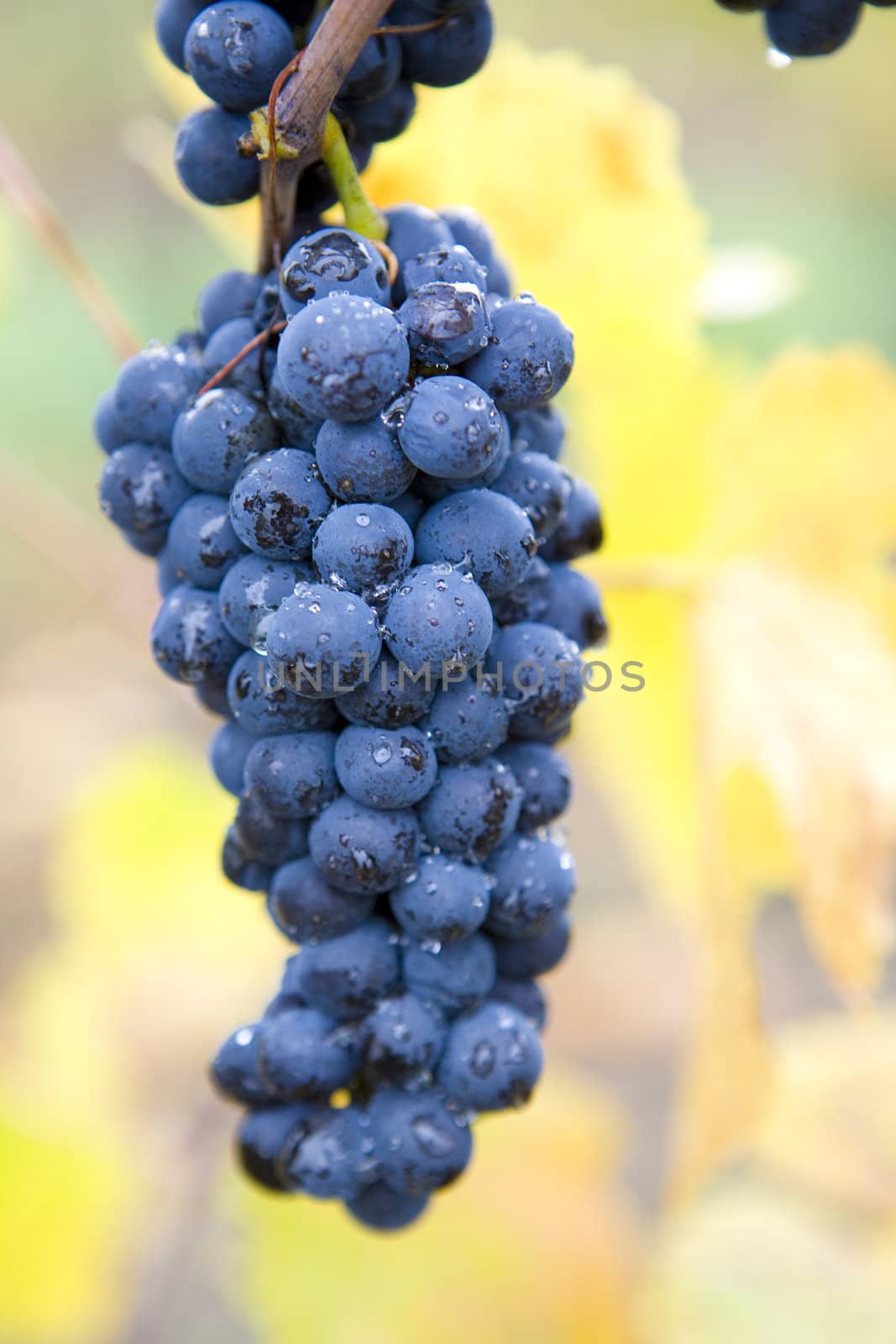 vineyard Jecmeniste, Eko Hnizdo, Czech Republic