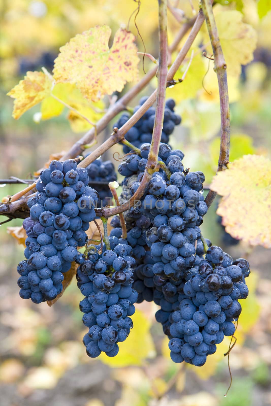 vineyard Jecmeniste, Eko Hnizdo, Czech Republic