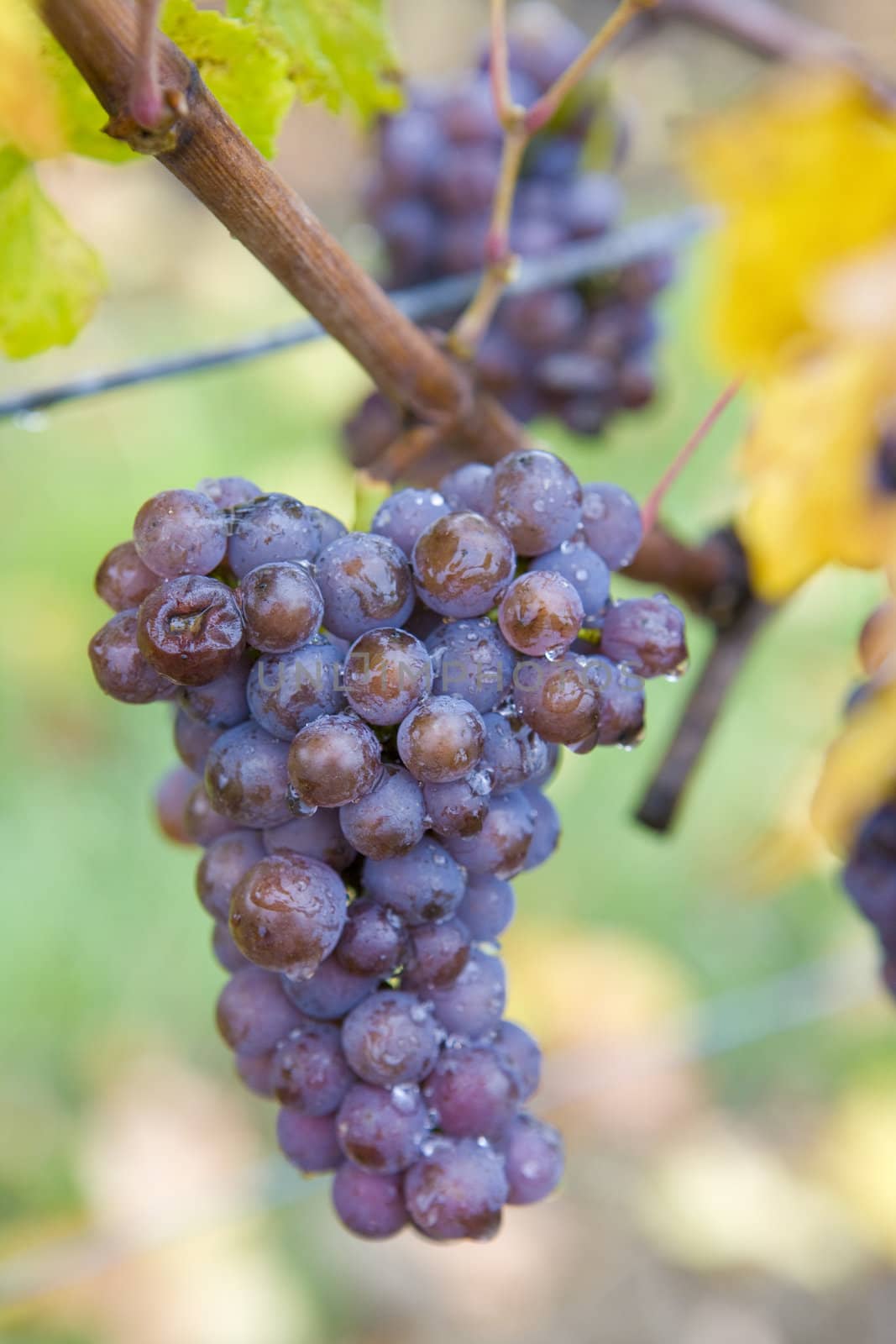 vineyard Jecmeniste, Eko Hnizdo, Czech Republic