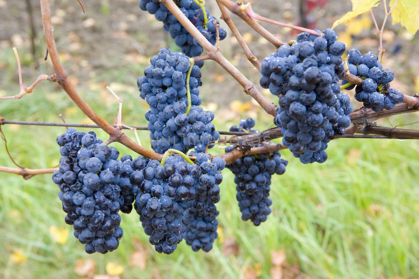 vineyard Jecmeniste, Eko Hnizdo, Czech Republic