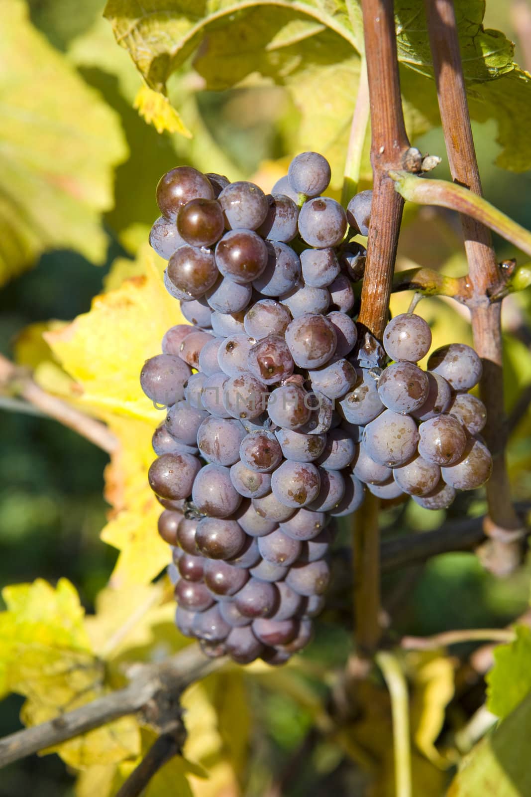 vineyard Jecmeniste, Eko Hnizdo, Czech Republic