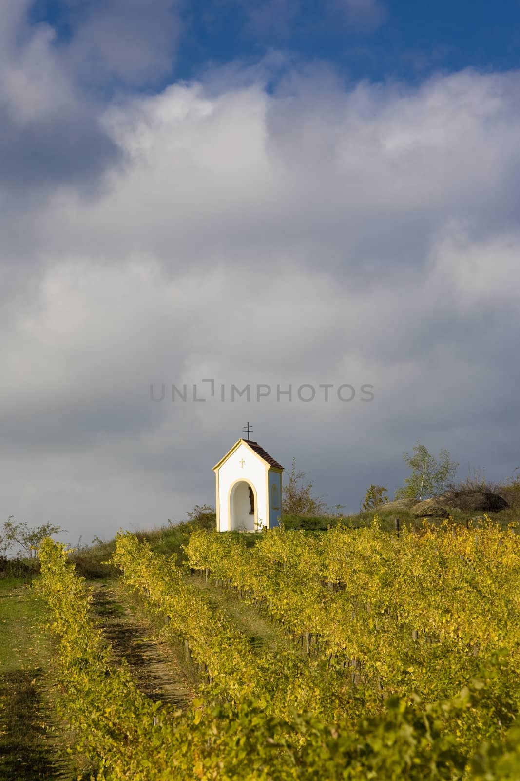 vineyard near Hnanice, Znojmo Region, Czech Republic