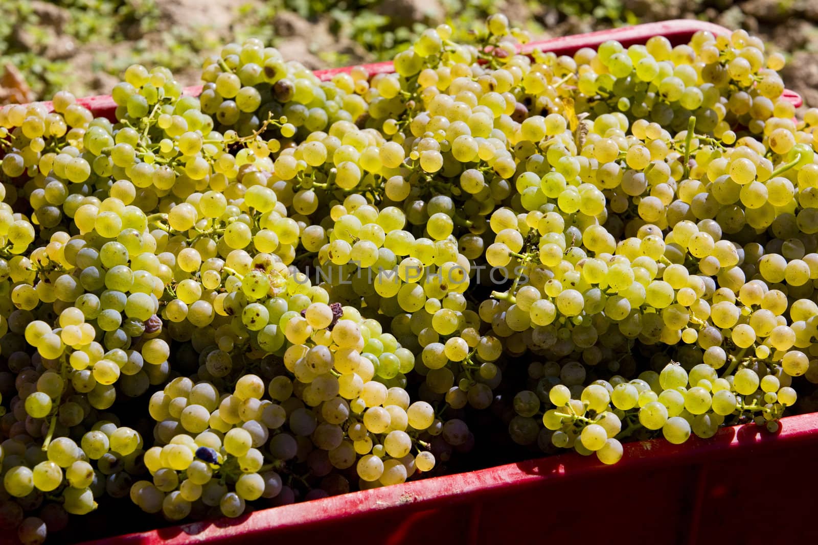 wine harvest (riesling), Czech Republic by phbcz