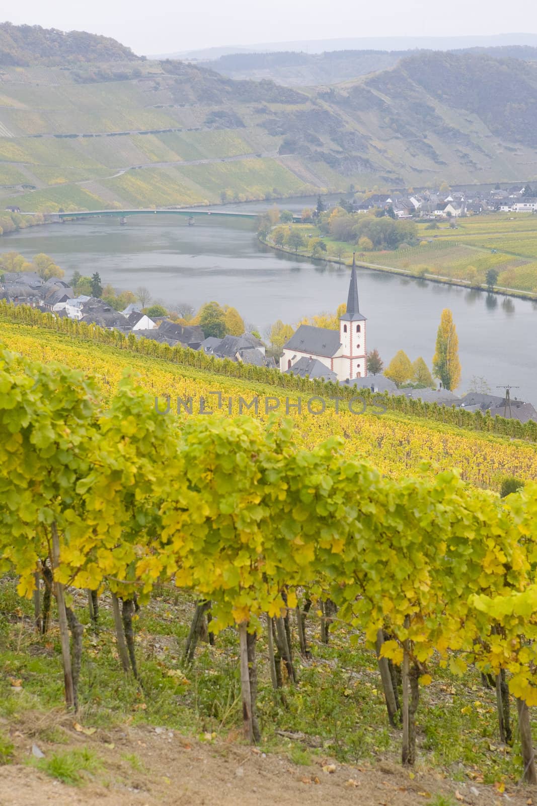 Piesport, Rheinland Pfalz, Germany