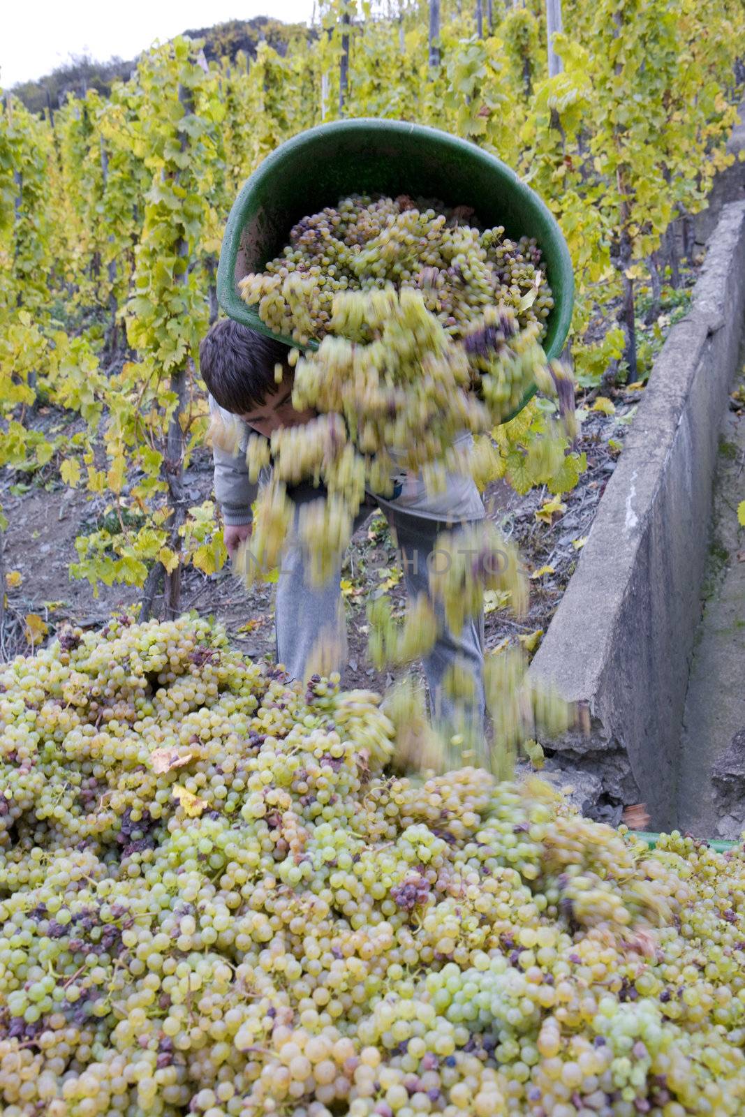 wine harvest, vineyard near Bernkastel, Rheinland Pfalz, Germany