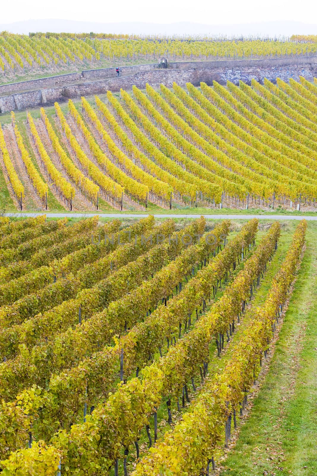 vineyards near Johannisberg Palace, Hessen, Germany