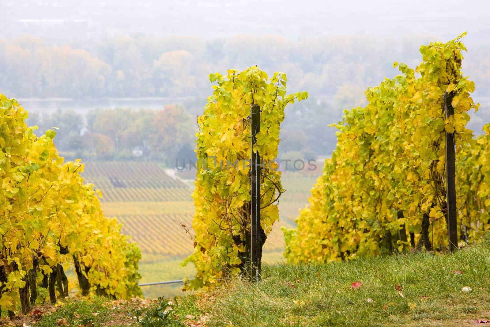 vineyards near Johannisberg Palace, Hessen, Germany by phbcz