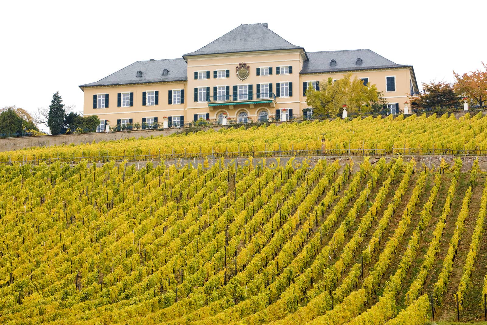 Johannisberg Castle with vineyard, Hessen, Germany
