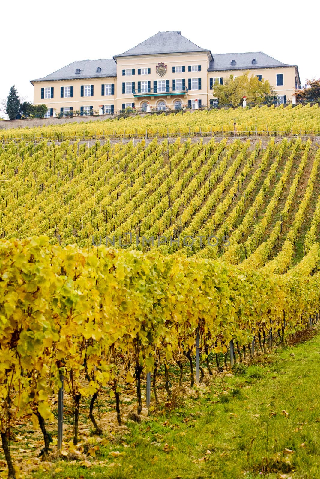 Johannisberg Castle with vineyard, Hessen, Germany