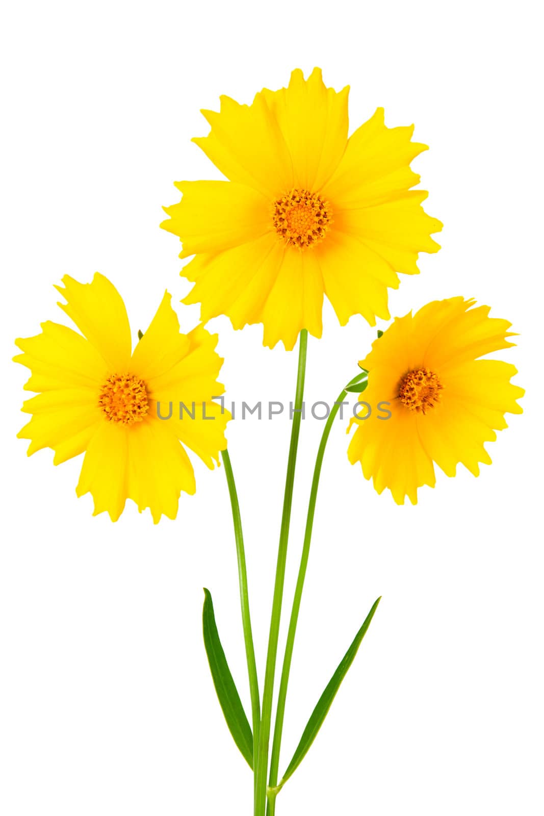 Coreopsis flowers - Latin Coreopsis ferulifolia, isolated on a white background