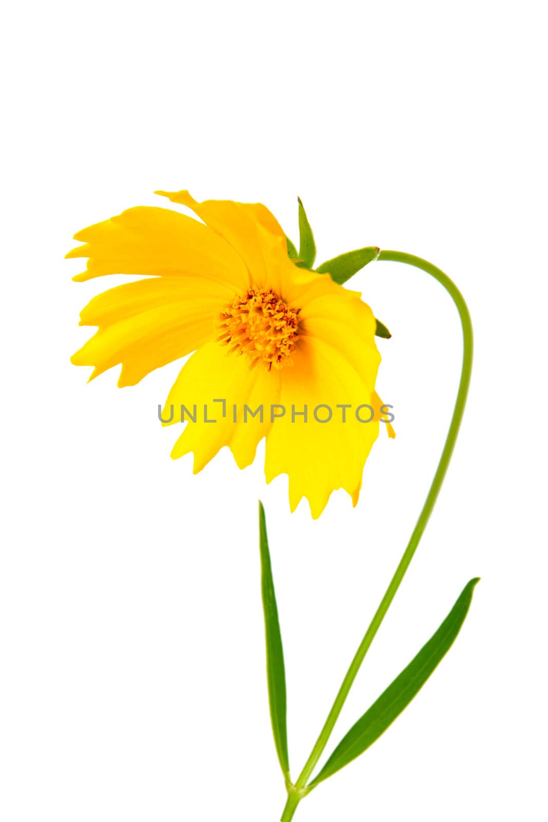 Coreopsis flowers - Latin Coreopsis ferulifolia, isolated on a white background