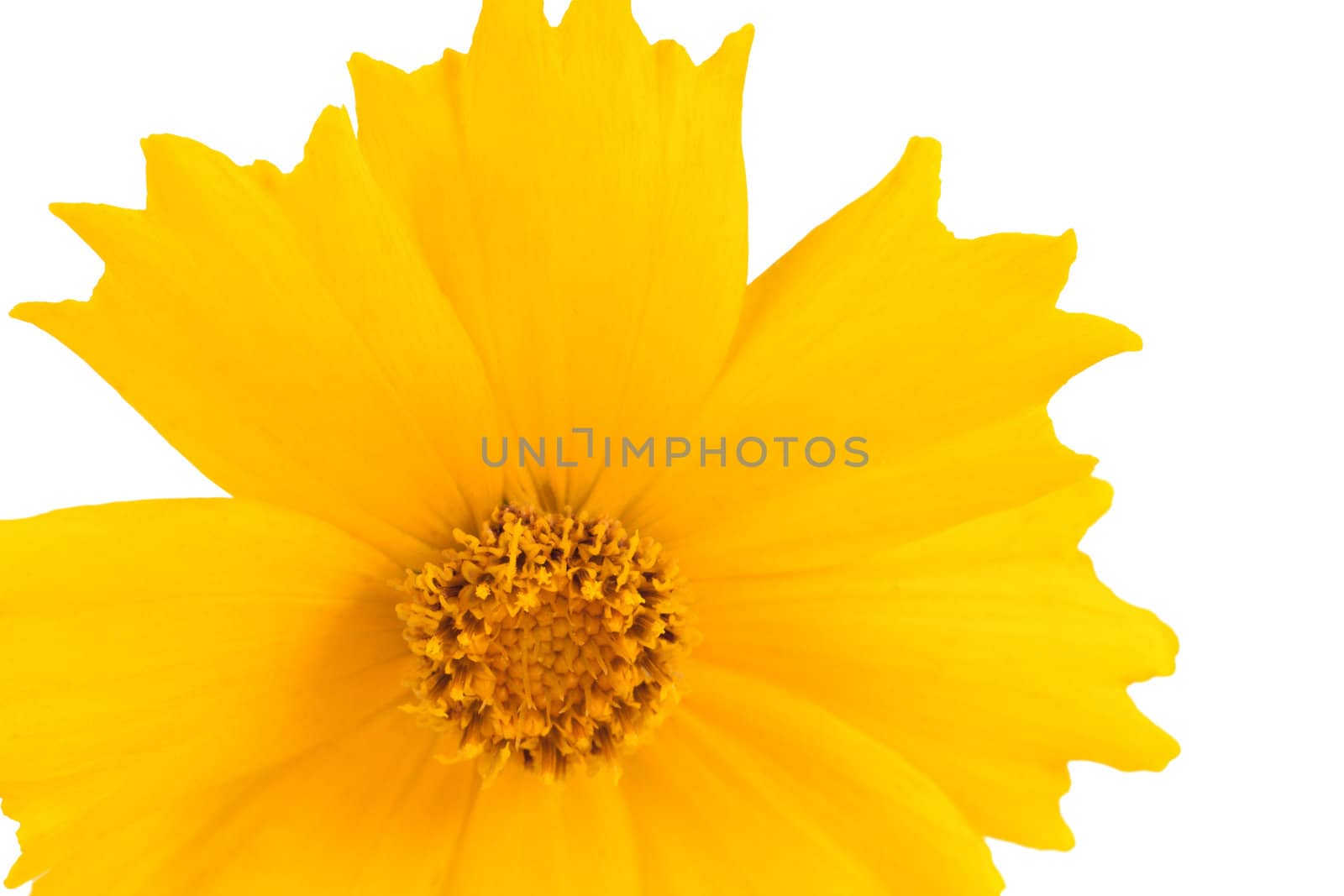 Coreopsis flowers - Latin Coreopsis ferulifolia, isolated on a white background