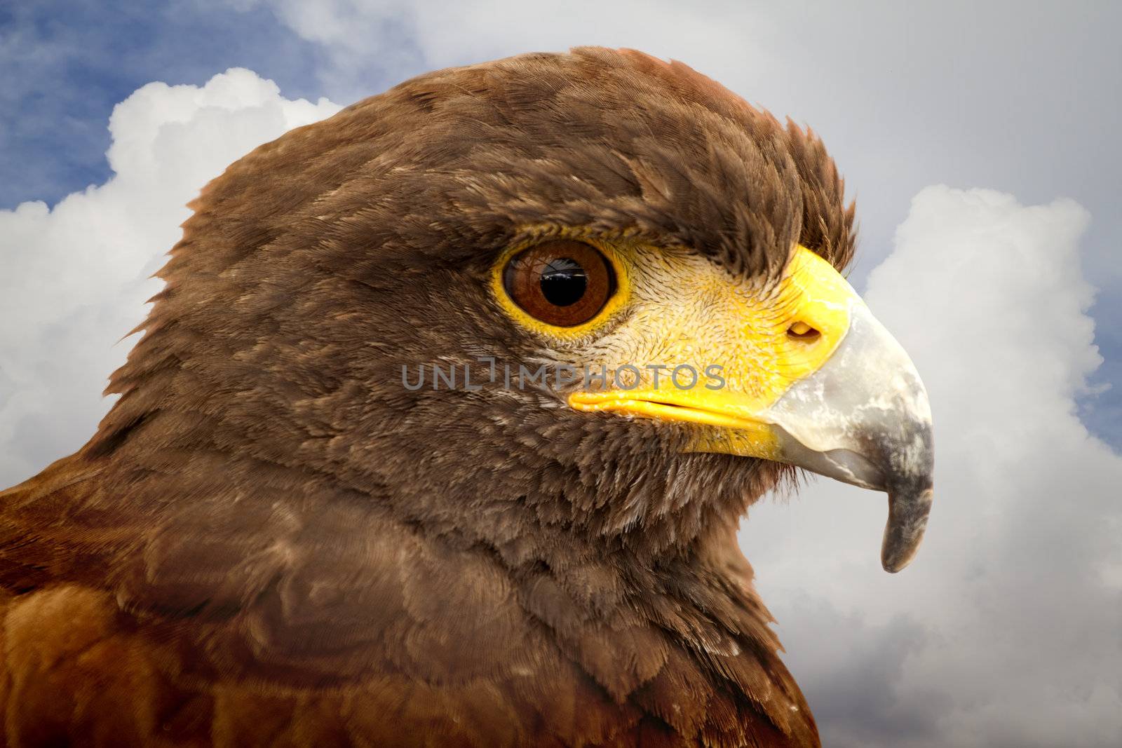 The power of nature. Royal Eagle�s head.