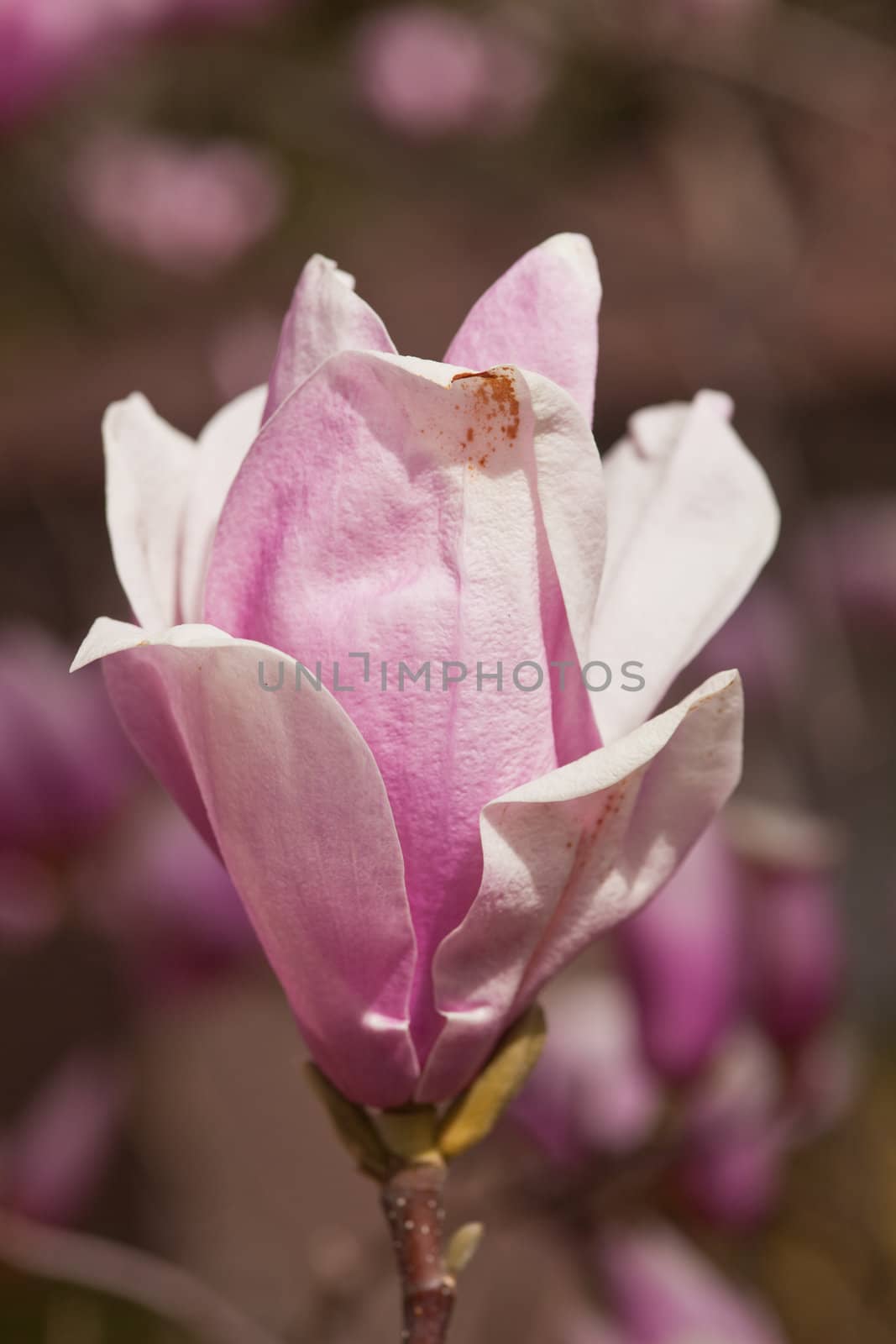 Magnolia is a large genus of about 210 flowering plant species in the subfamily Magnolioideae of the family Magnoliaceae.