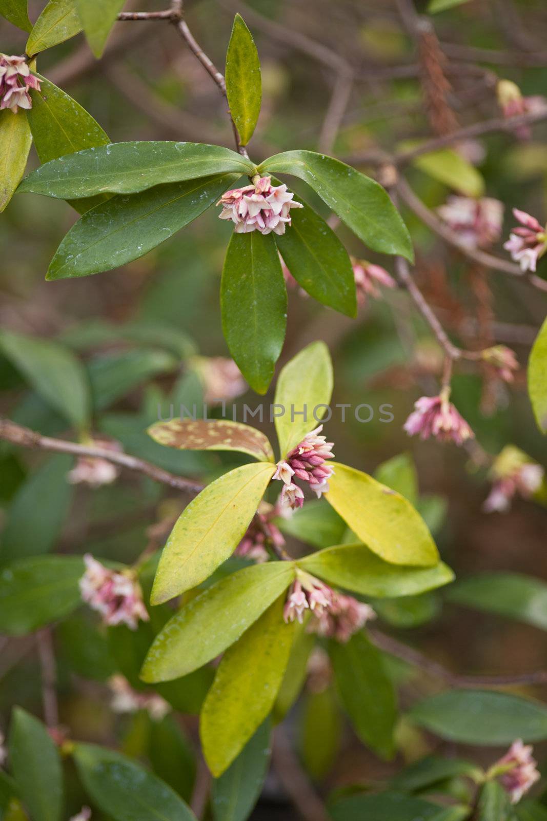 Hoya is a genus of 200-300 species of tropical climbing plants in the family Apocynaceae