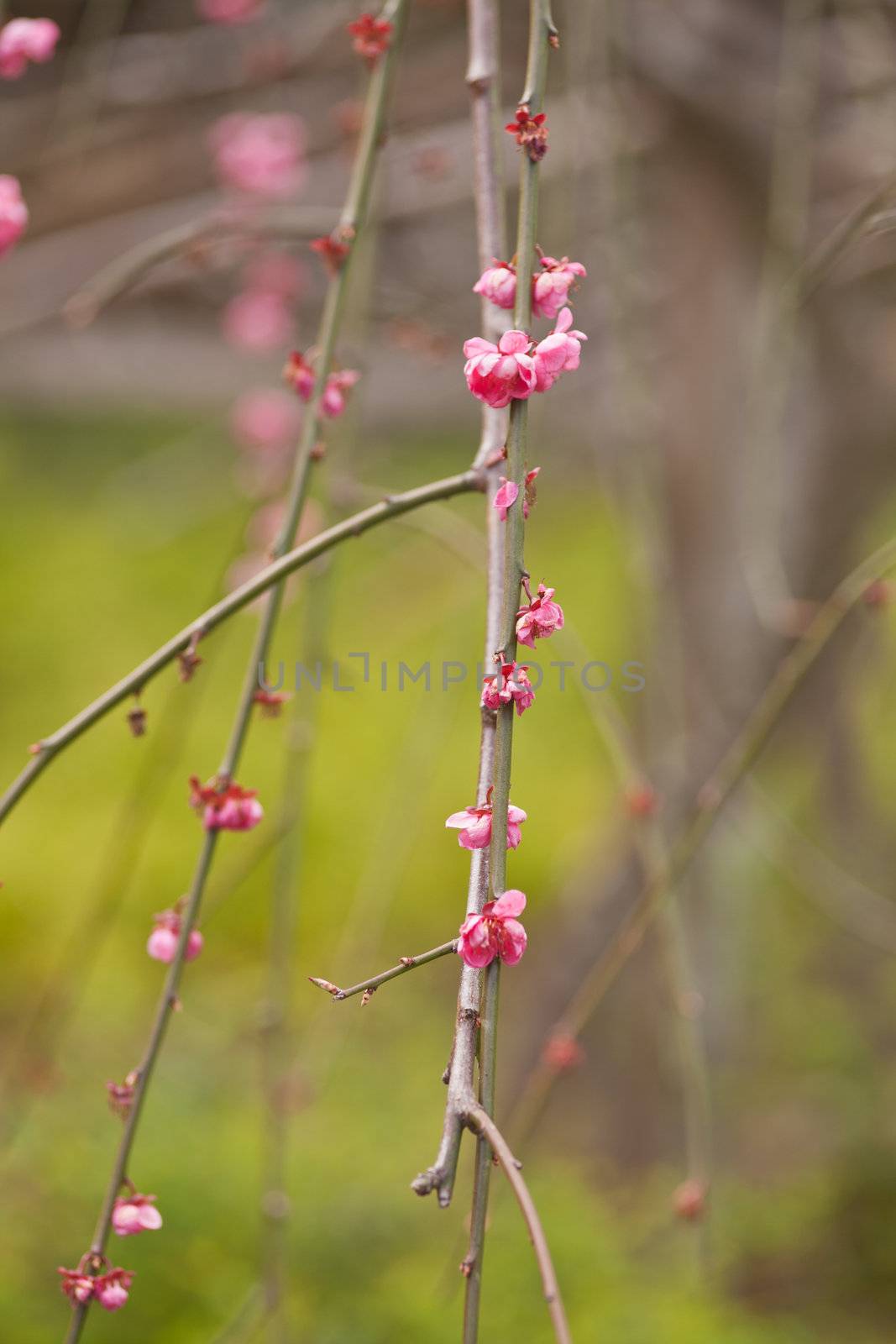 A cherry blossom is the flower of the cherry trees known as Sakura.