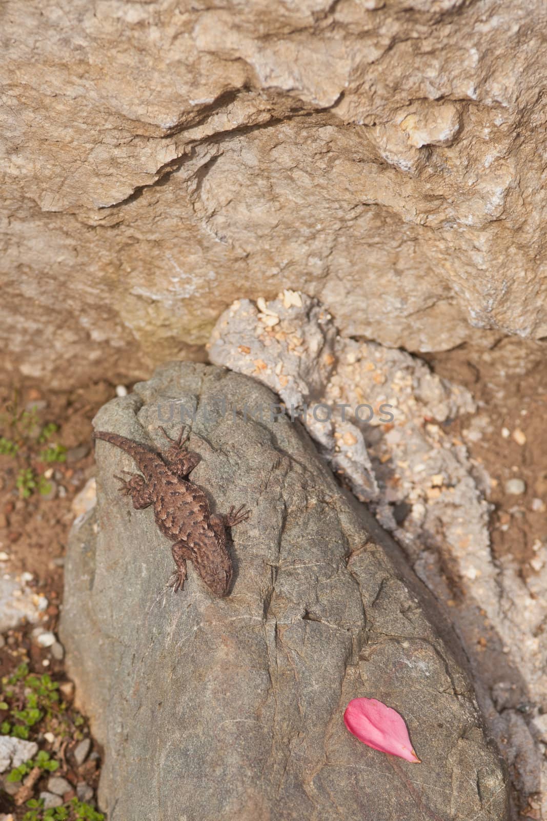 Small lizard resting on a big stone in a garden