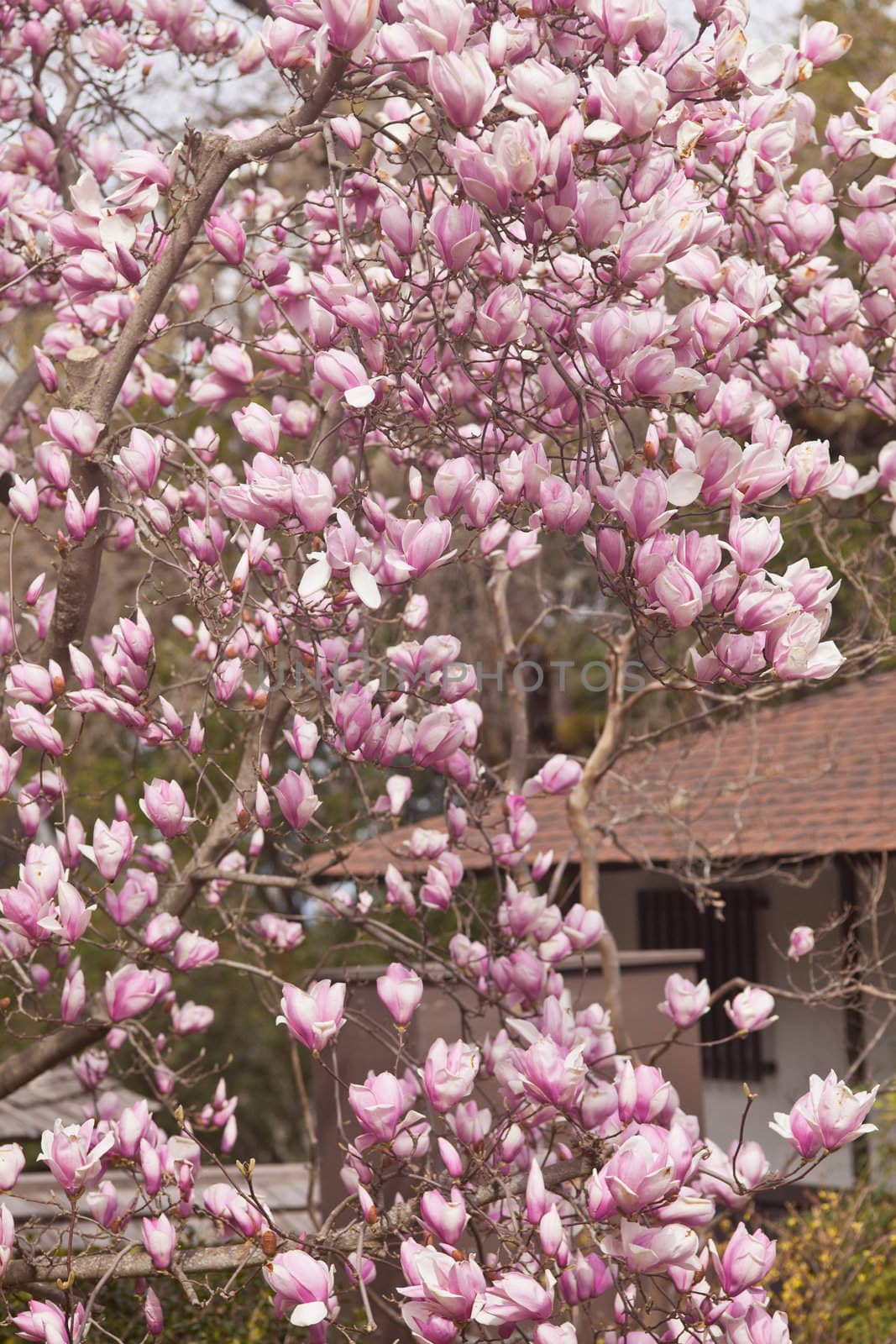 Magnolia is a large genus of about 210 flowering plant species in the subfamily Magnolioideae of the family Magnoliaceae.