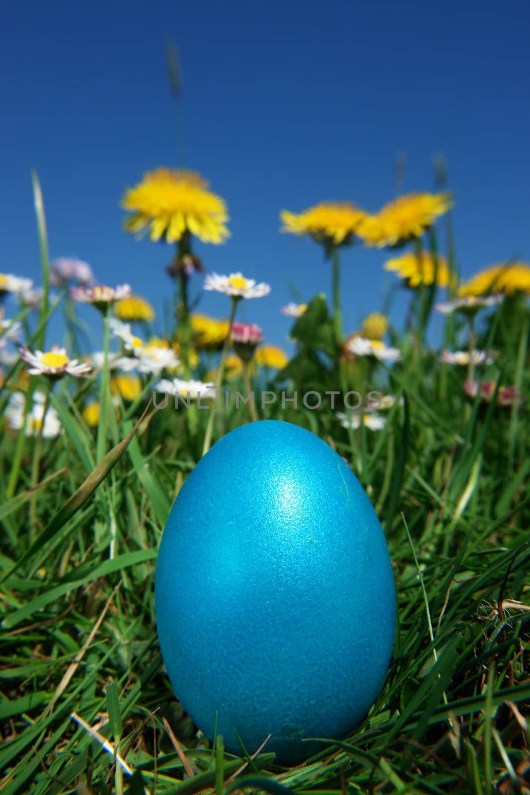 colorful Easter egg in the fresh  spring meadow