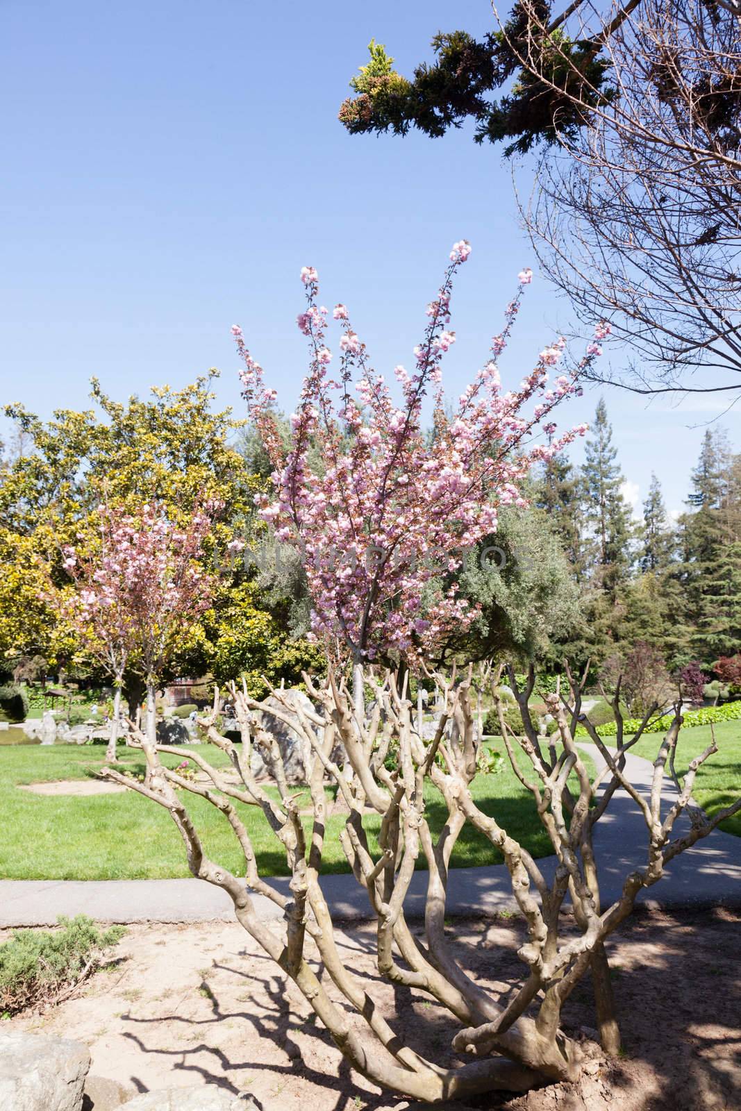 Japanese Cherry (Prunus serrulata) is a species of cherry native to Japan, Korea and China.