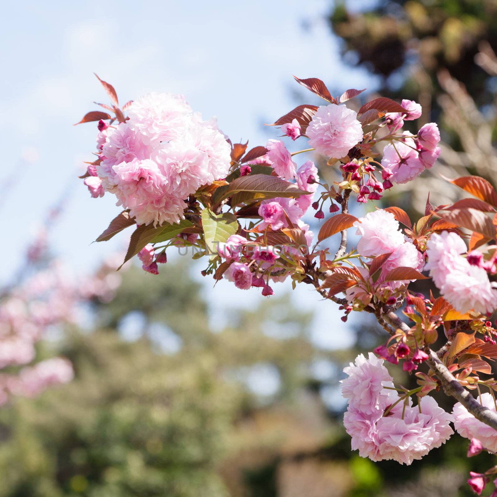 Japanese Cherry (Prunus serrulata) is a species of cherry native to Japan, Korea and China.