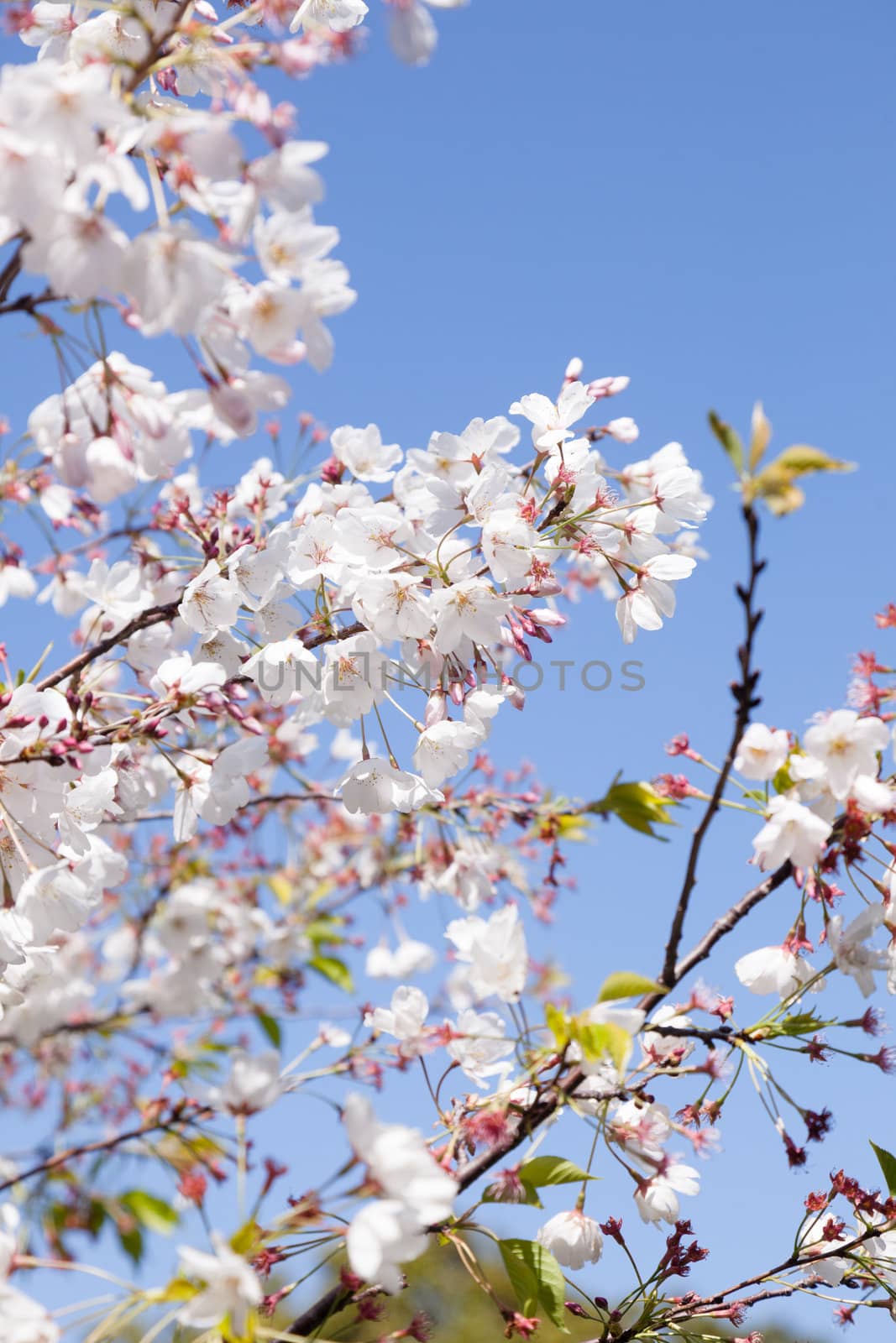 White plum blossoms  (Prunus domestica) in California