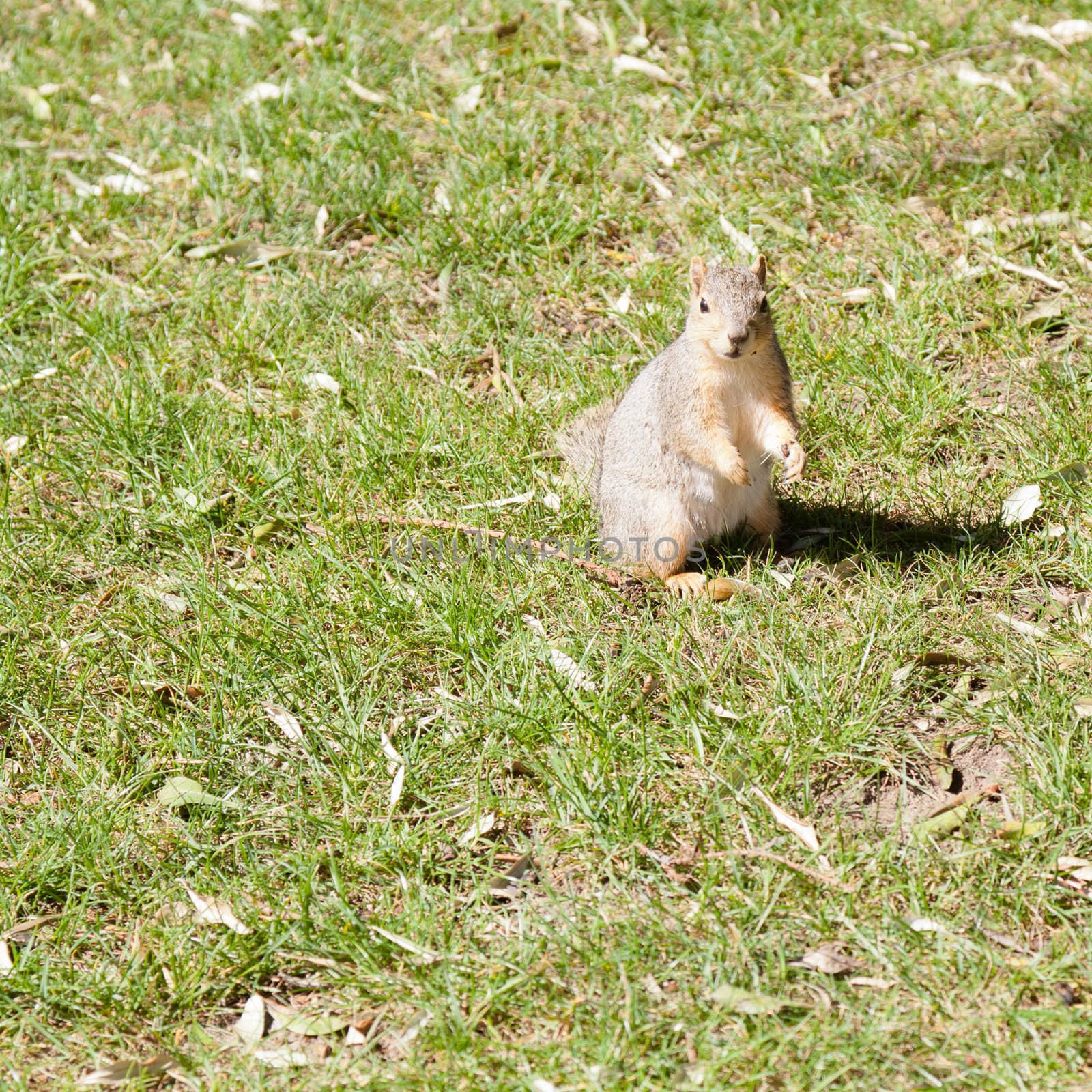 Western Grey Squirrel by melastmohican