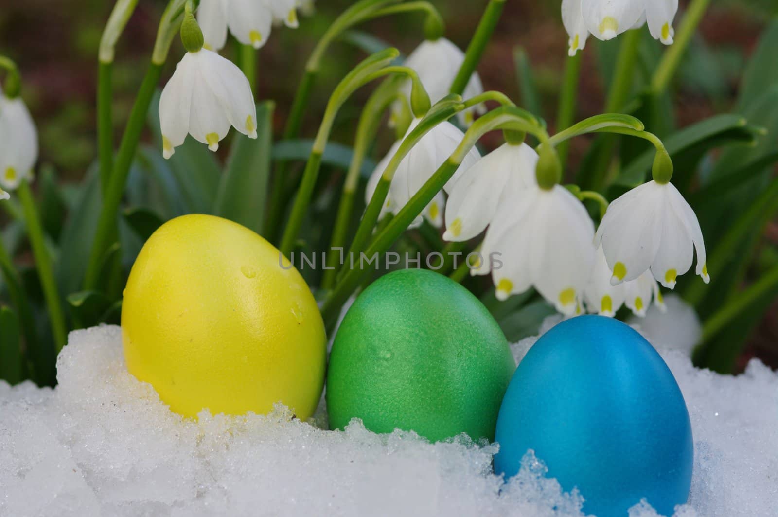 Lillies of the valley with snow with eggs