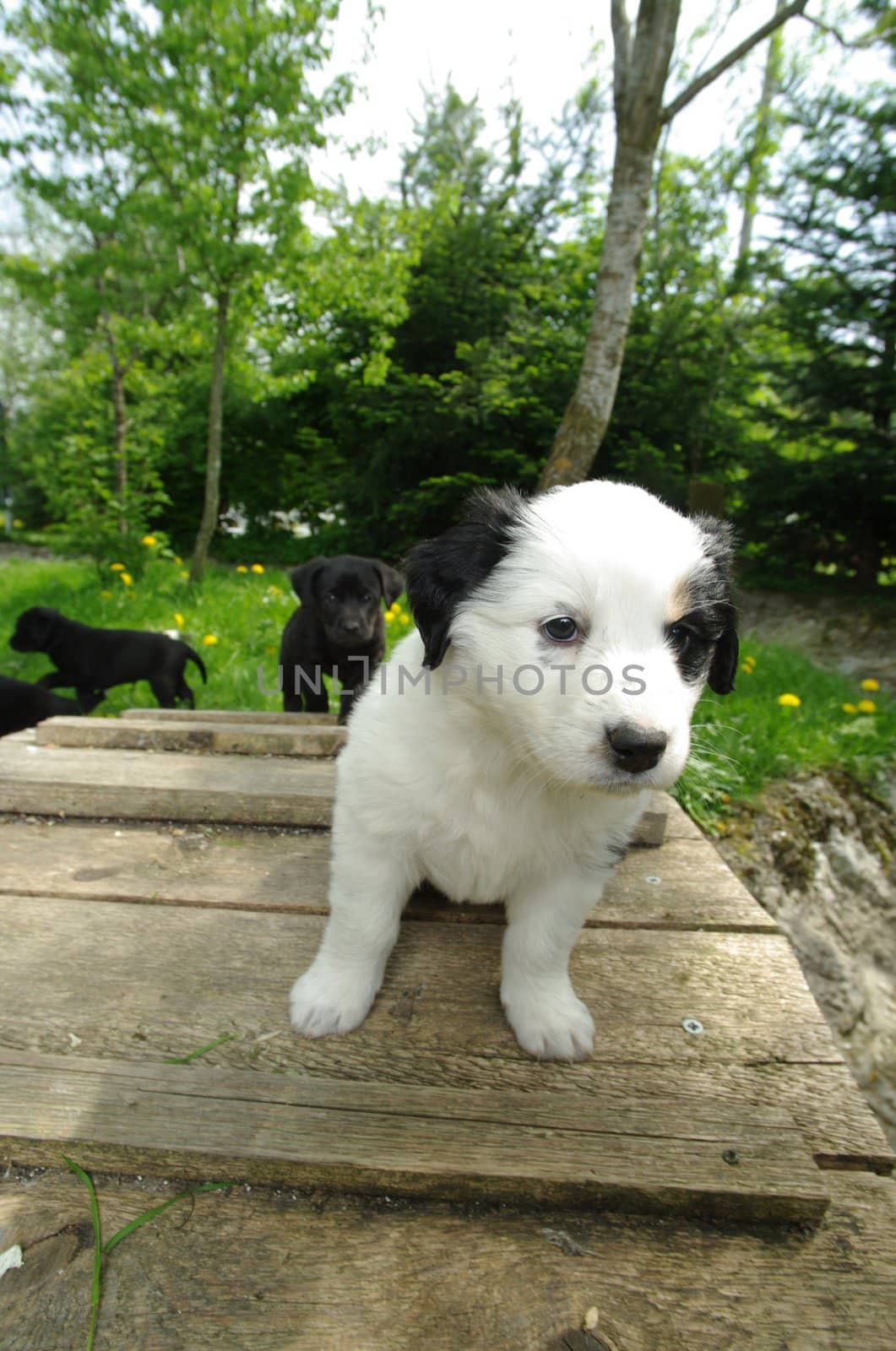 cute puppies in the meadow looking curios