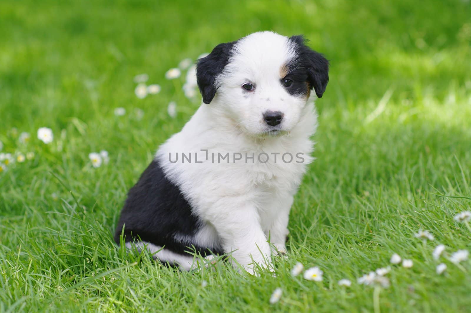 cute puppies in the meadow in spring time