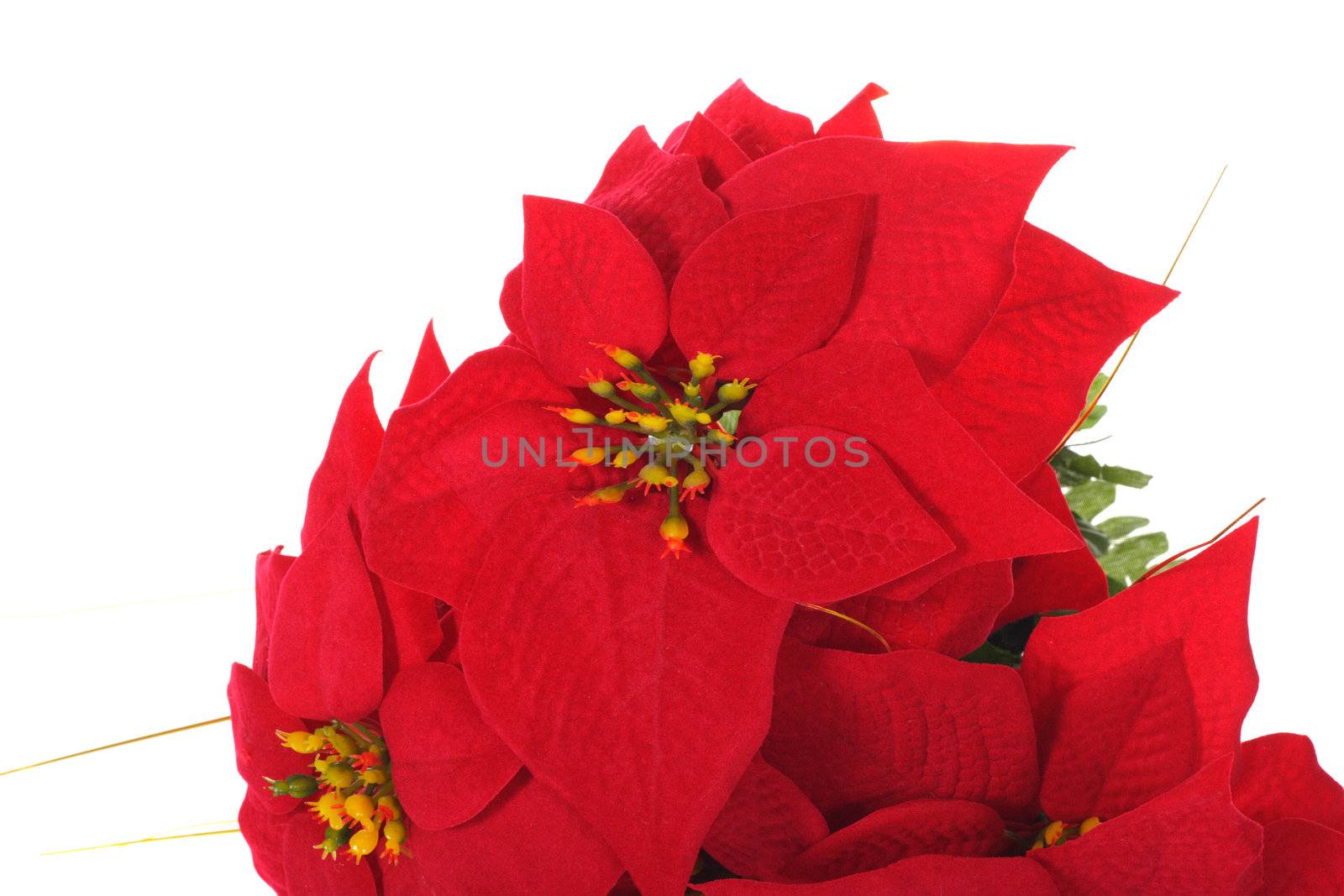 Red Poinsettia, photo on the white background