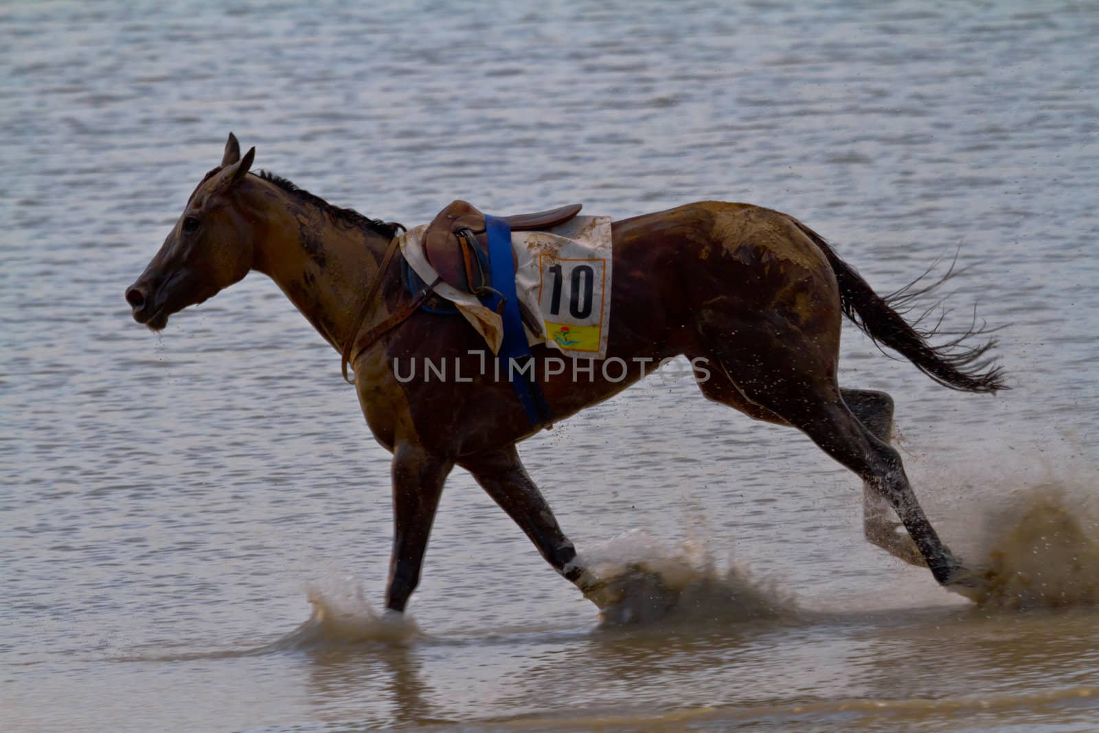 SANLUCAR DE BARRAMEDA, CADIZ, SPAIN - AUGUST 11: Unidentified riders race horses on Sanlucar de Barrameda beach on August 11, 2011 in Sanlucar de Barrameda, Cadiz, Spain.