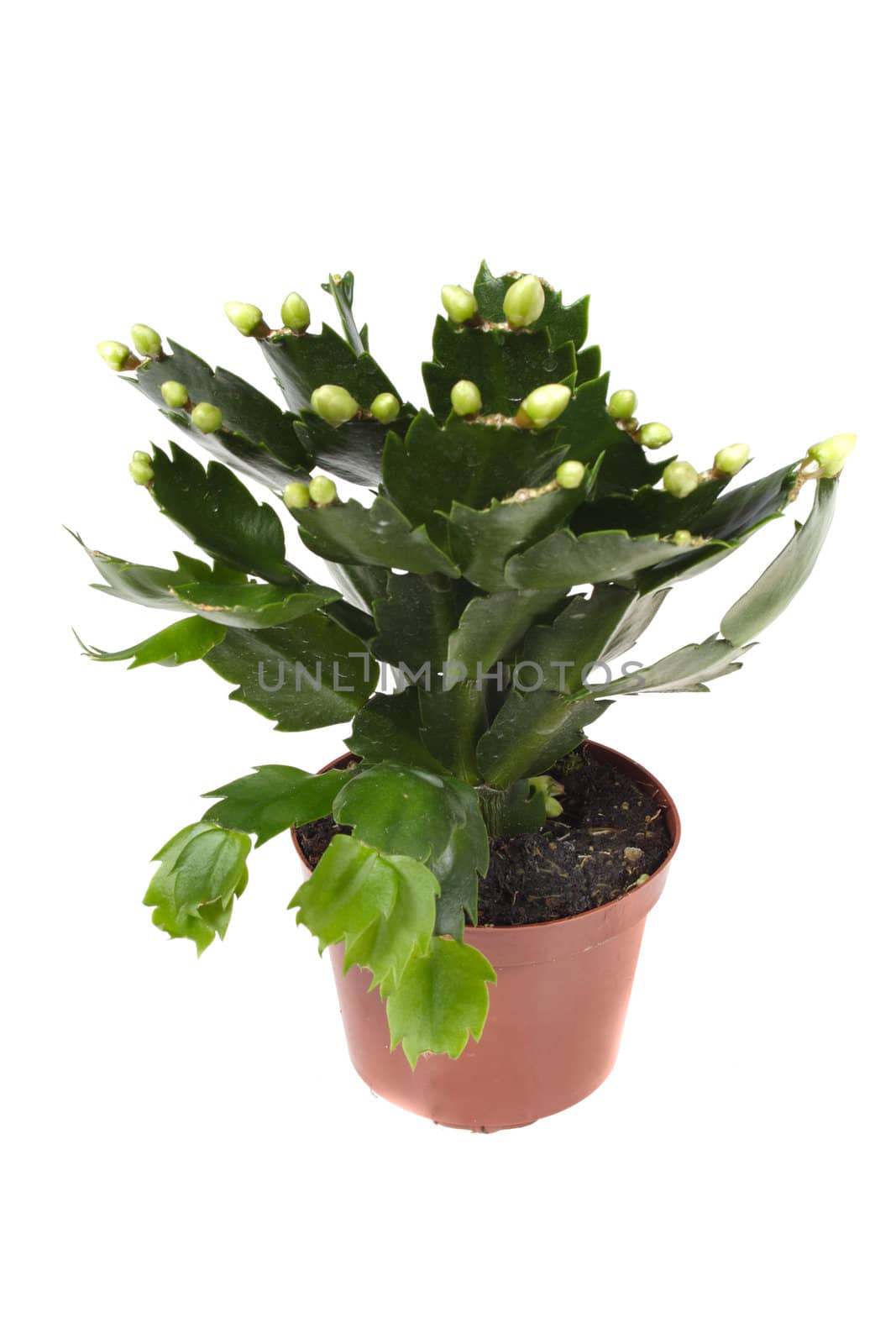 zygocactus in flower-pot, photo on the white background
