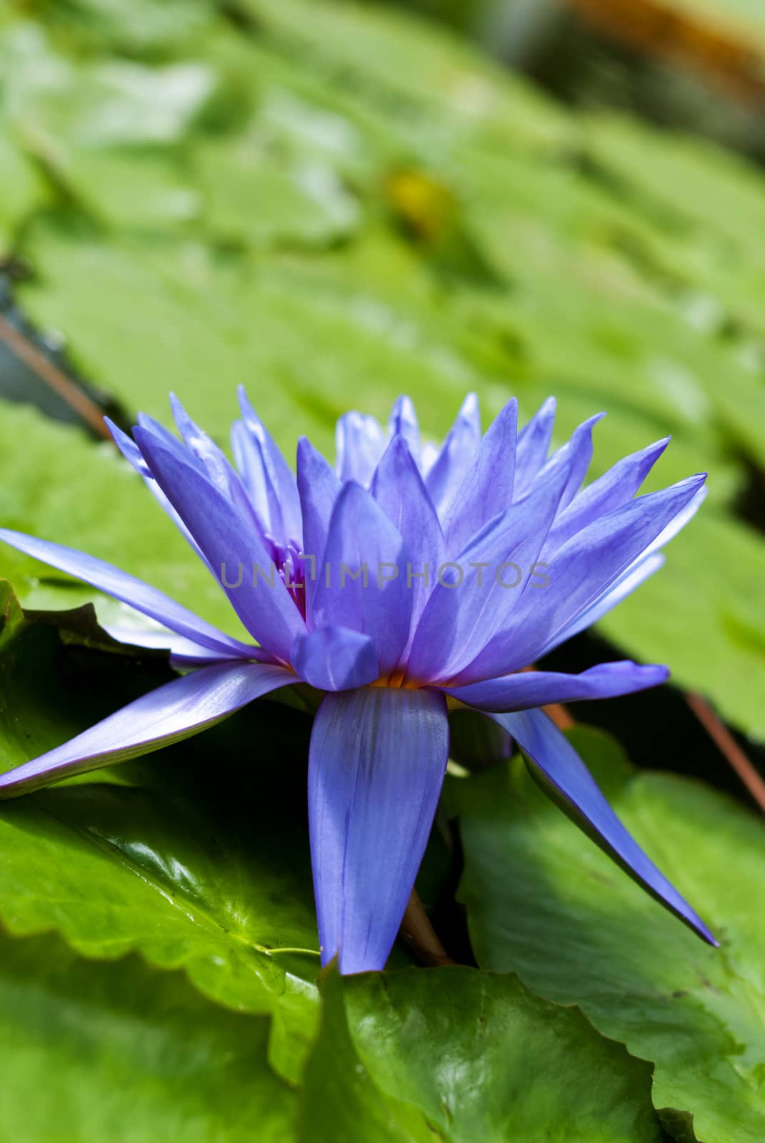 Tropical Waterlily Nymphaea Director George T Moore