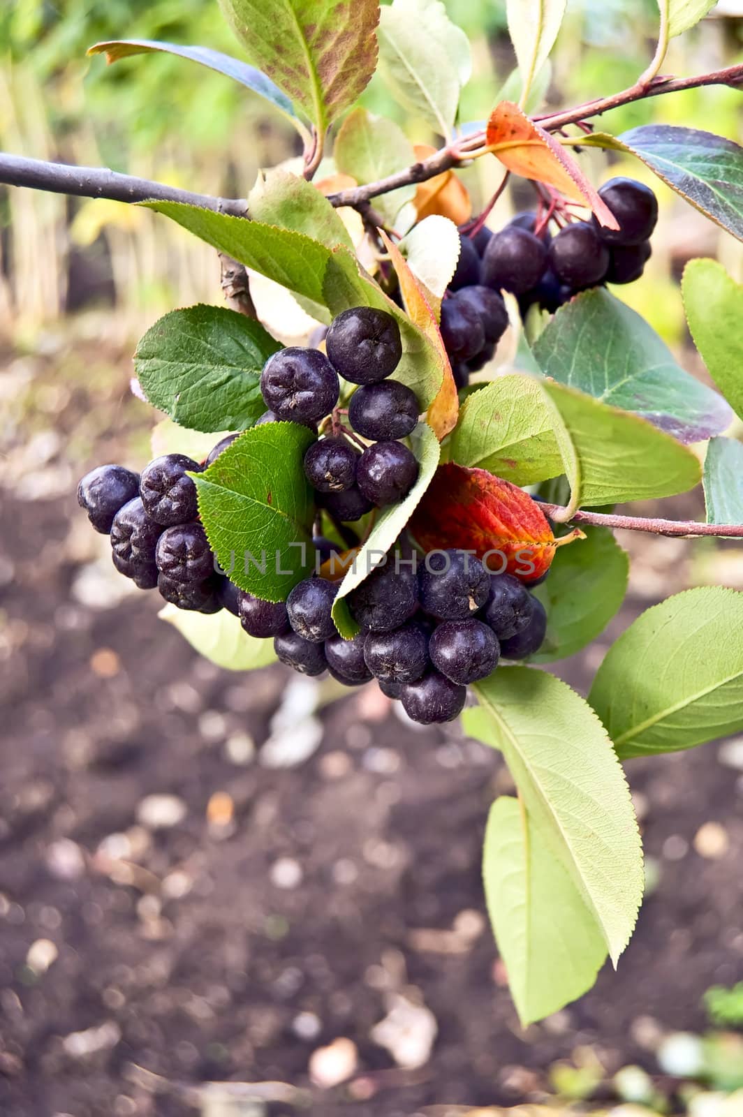 Branch with chokeberry on the background of green leaves and soil