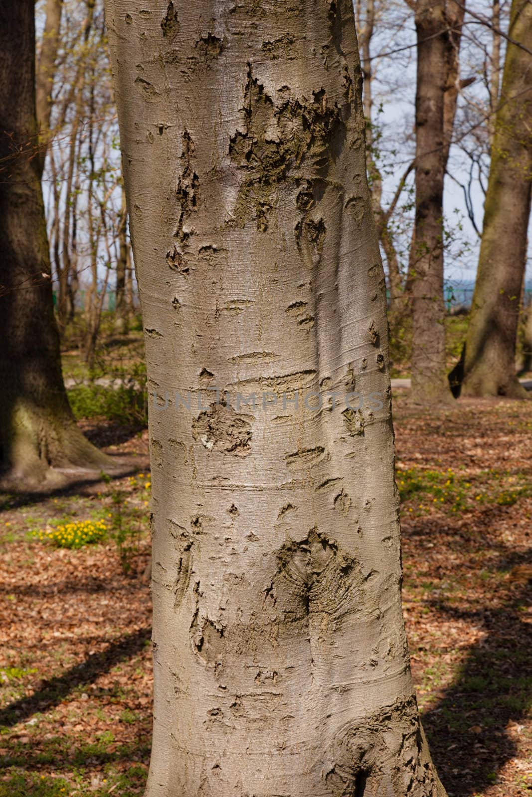 Park next to Kolobrzeg Promenade in spring.