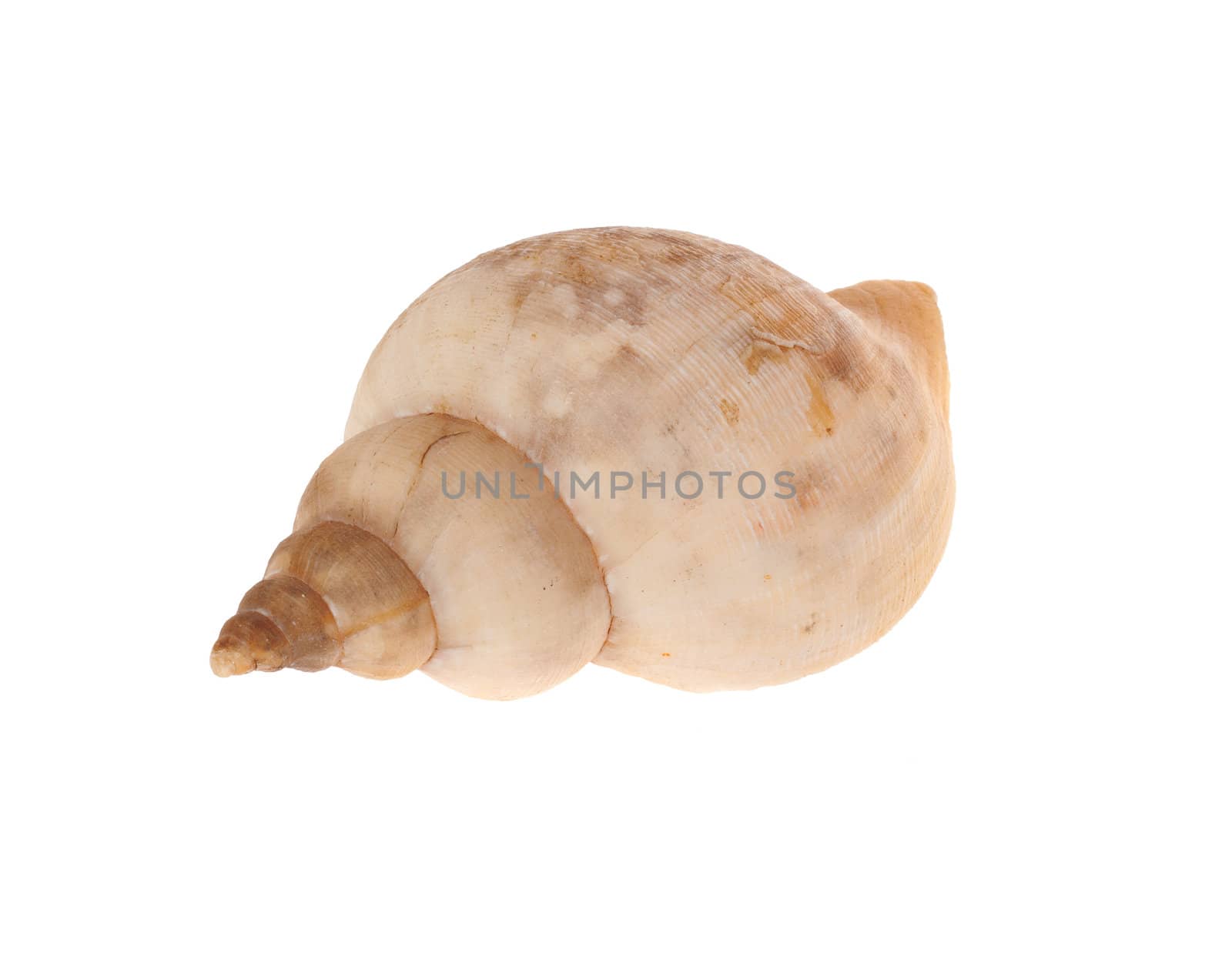 one shell, photo on the white background