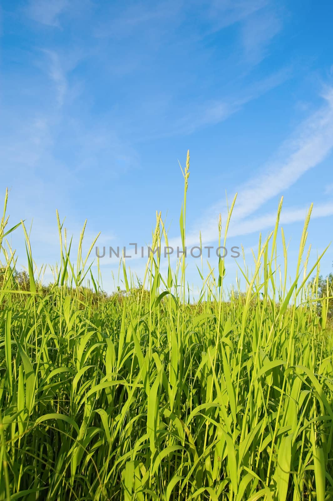 Green grass against the blue sky and white clouds