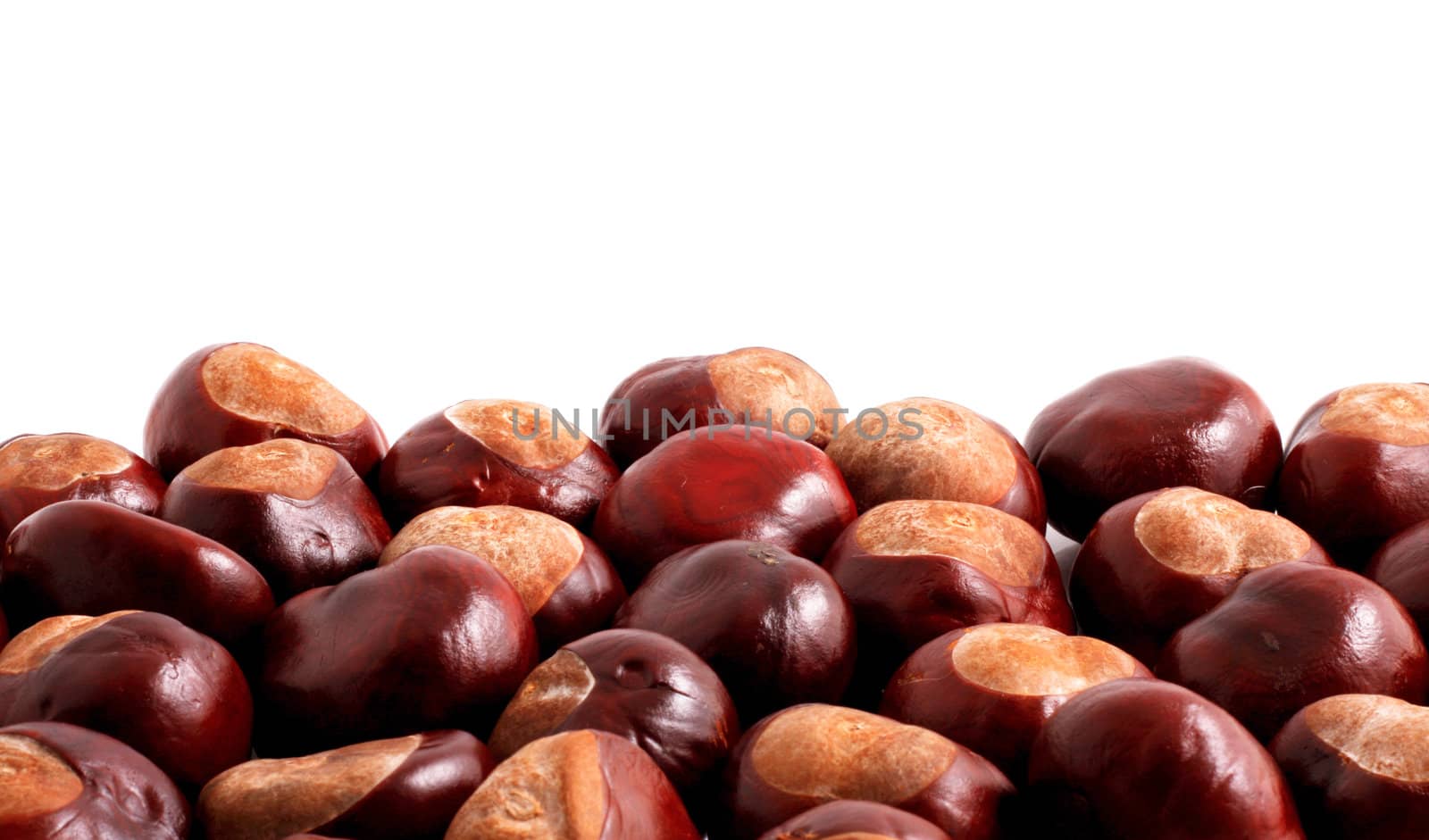Horse chestnut on a white background