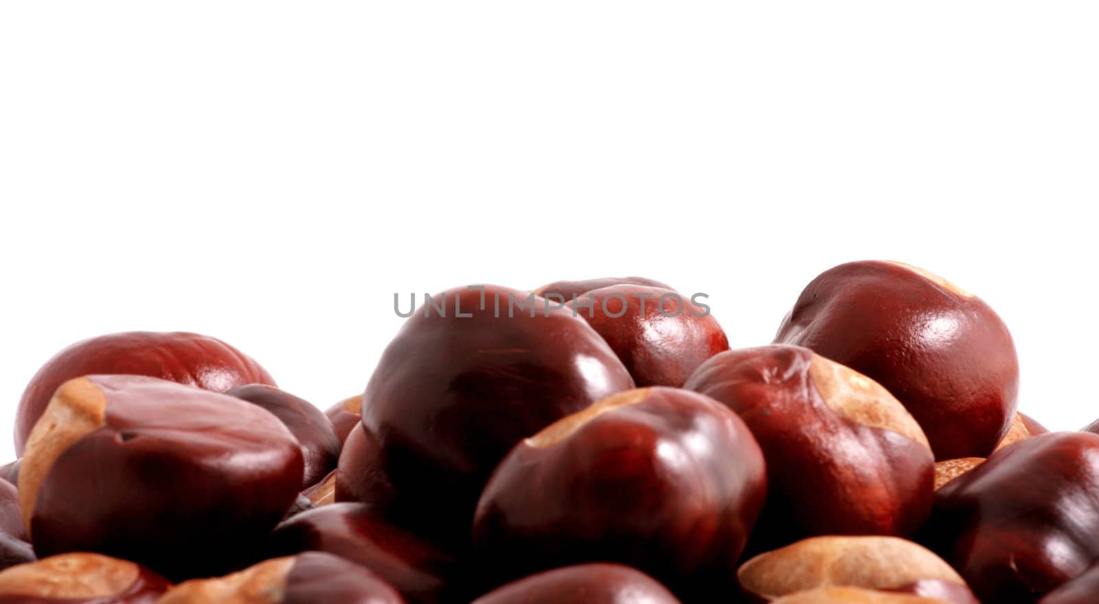 Horse chestnut on a white background