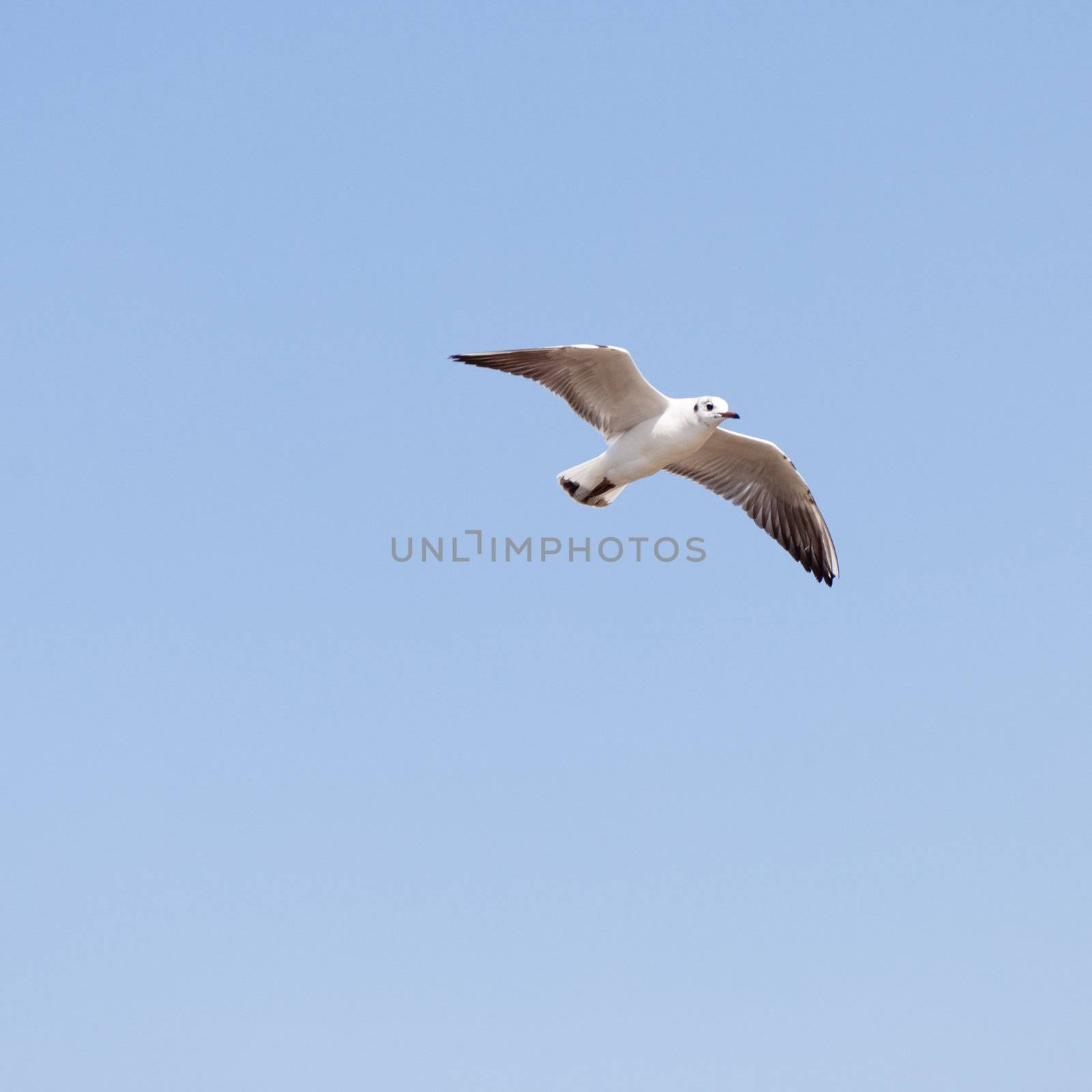 Common Gull by melastmohican