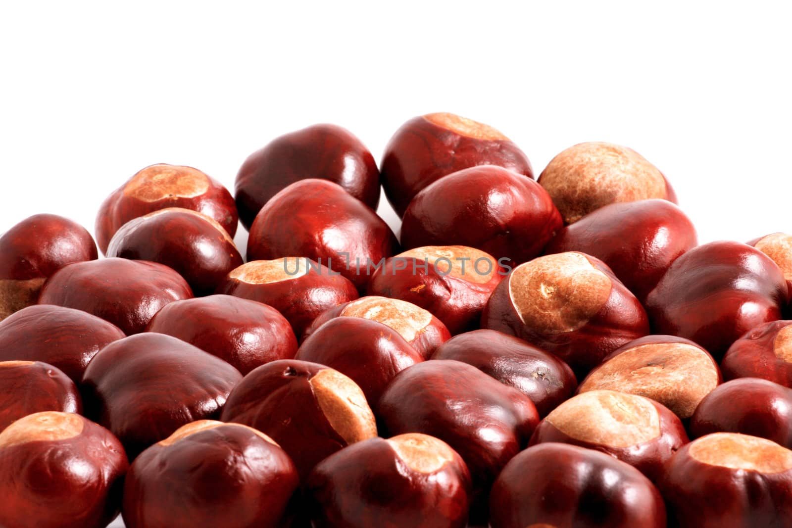 Horse chestnut on a white background