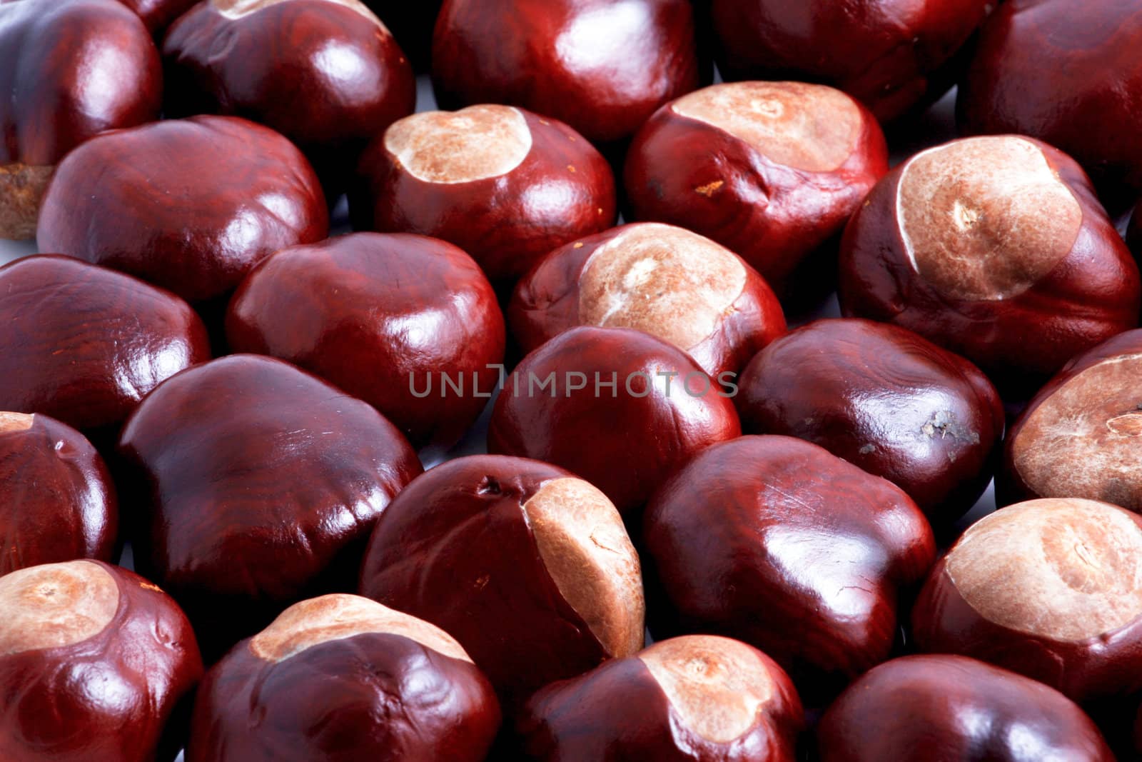Horse chestnut on a white background