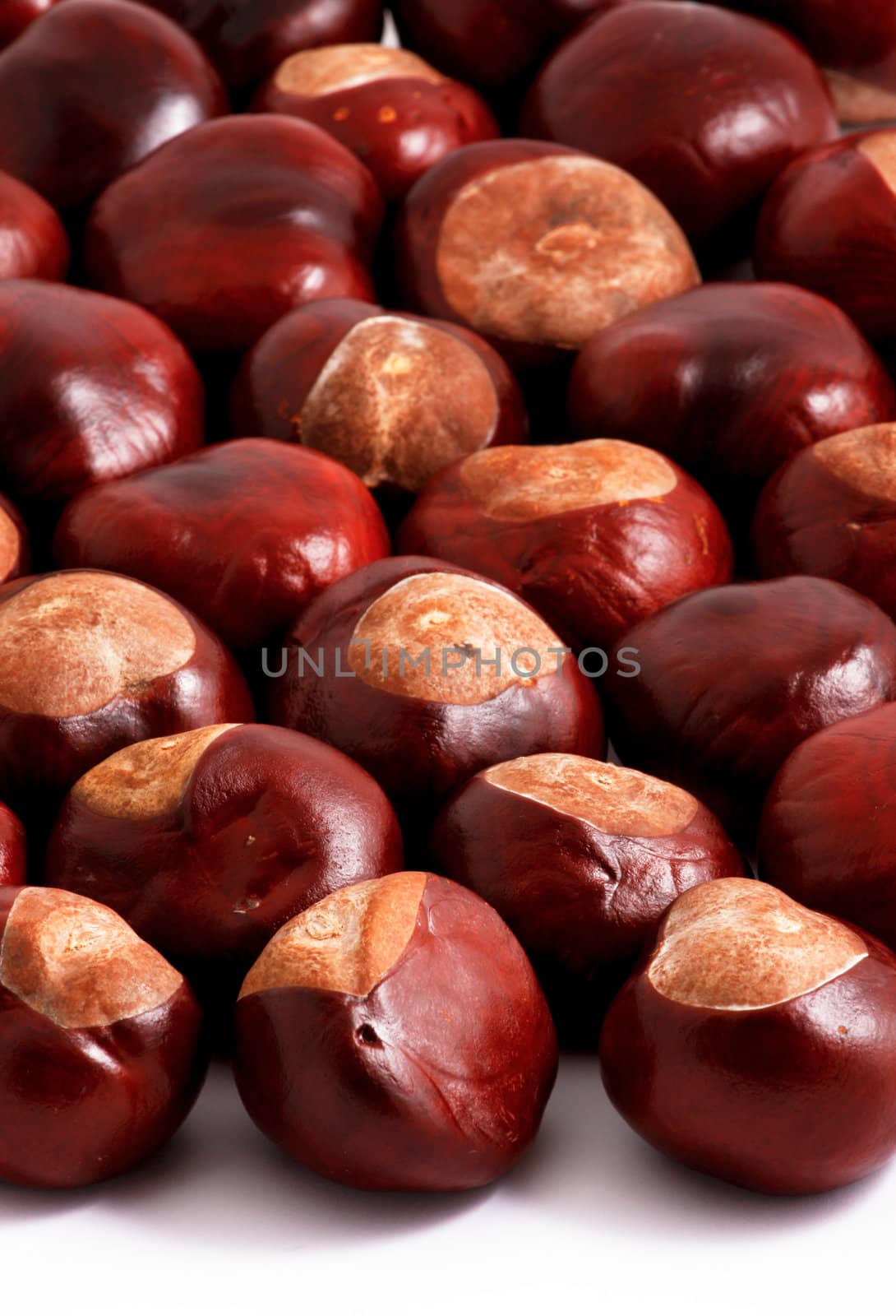 Horse chestnut on a white background