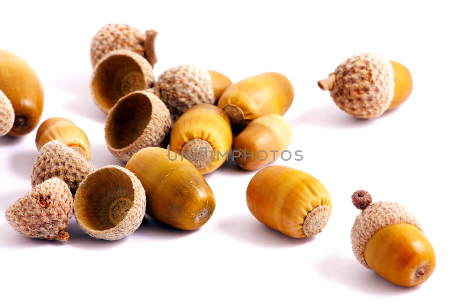 Acorn on a white background