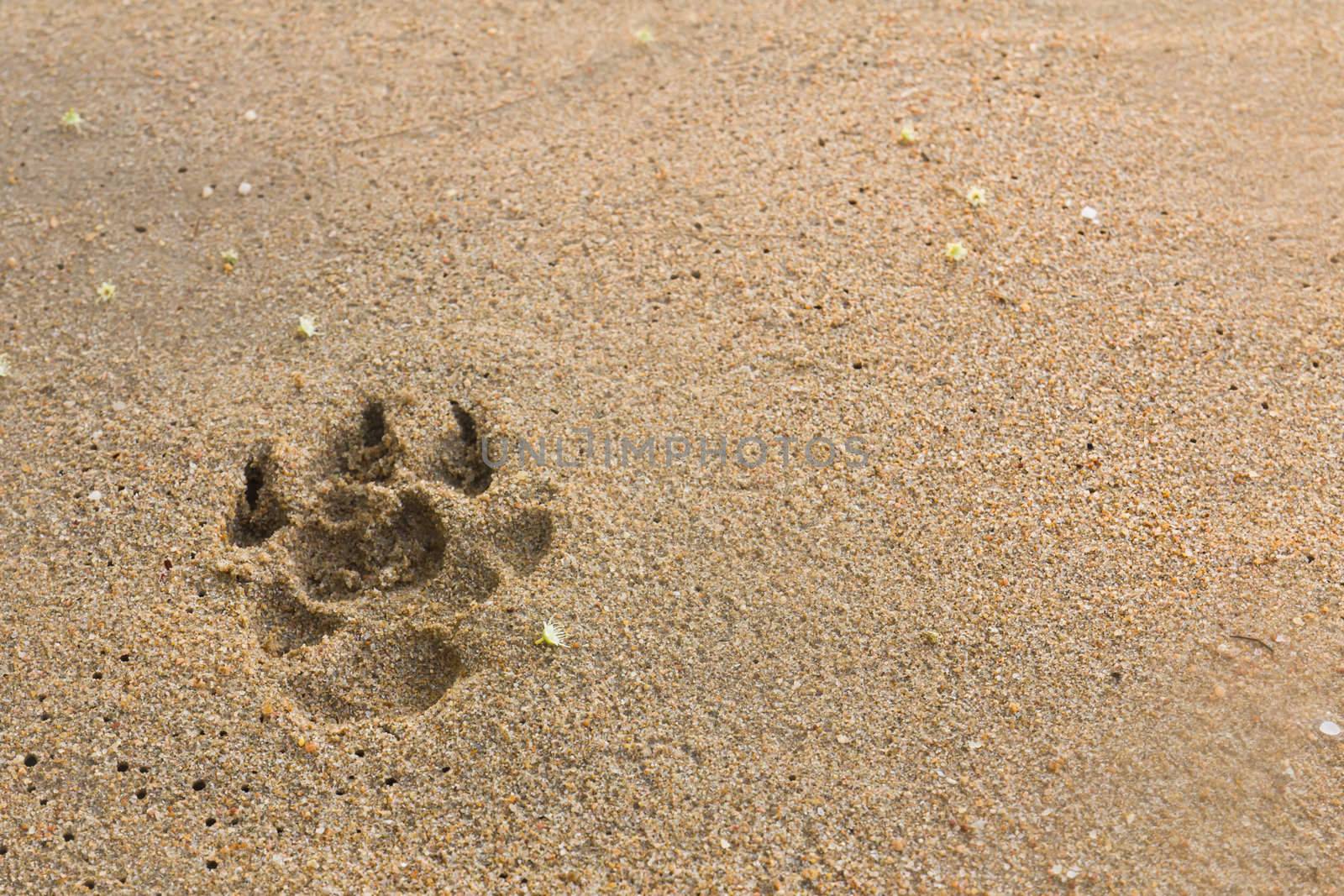 dogs footprints  by stoonn